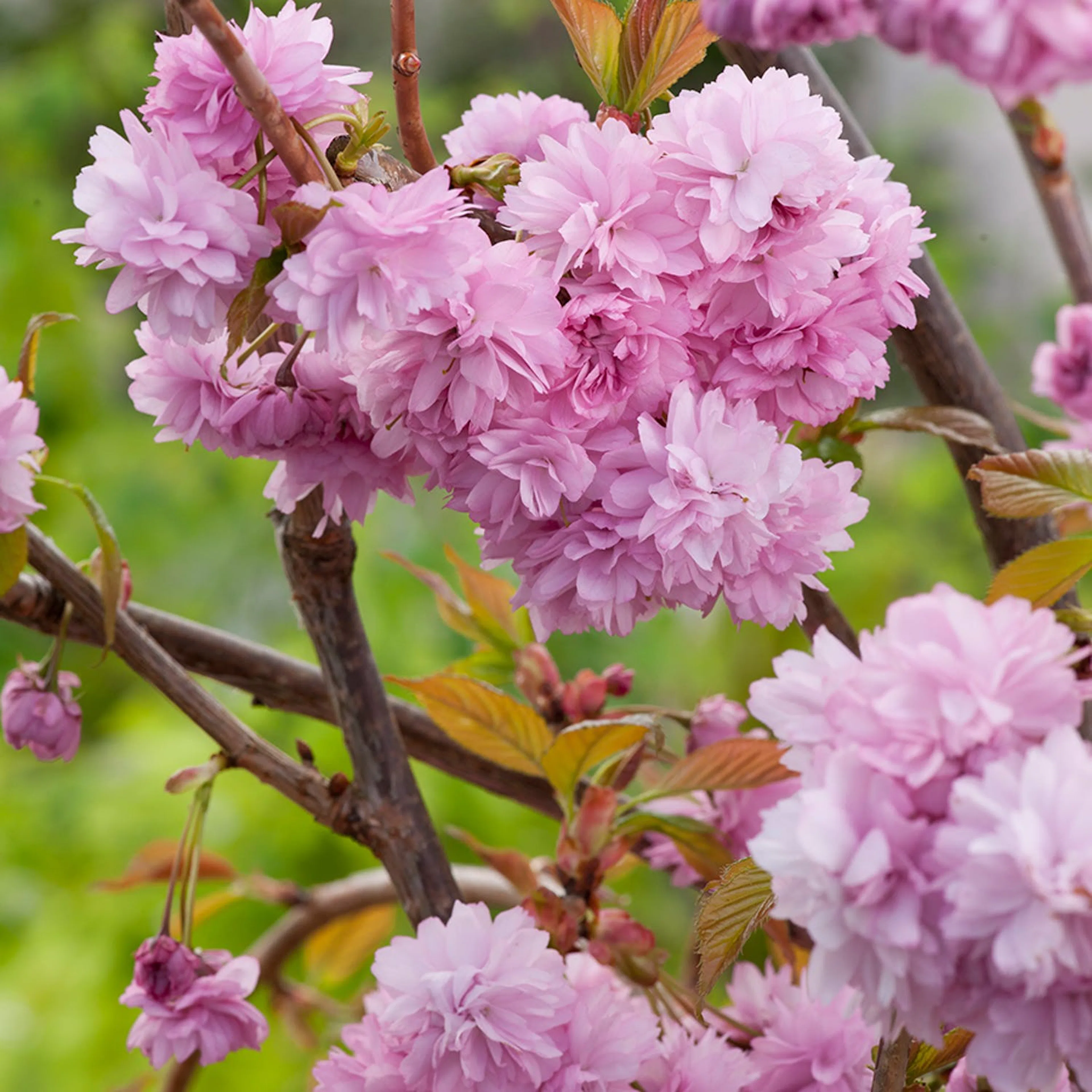 Japanskt körsbärsträd – 5 prydnadskörsbär som blommar vackert rosa på våren
