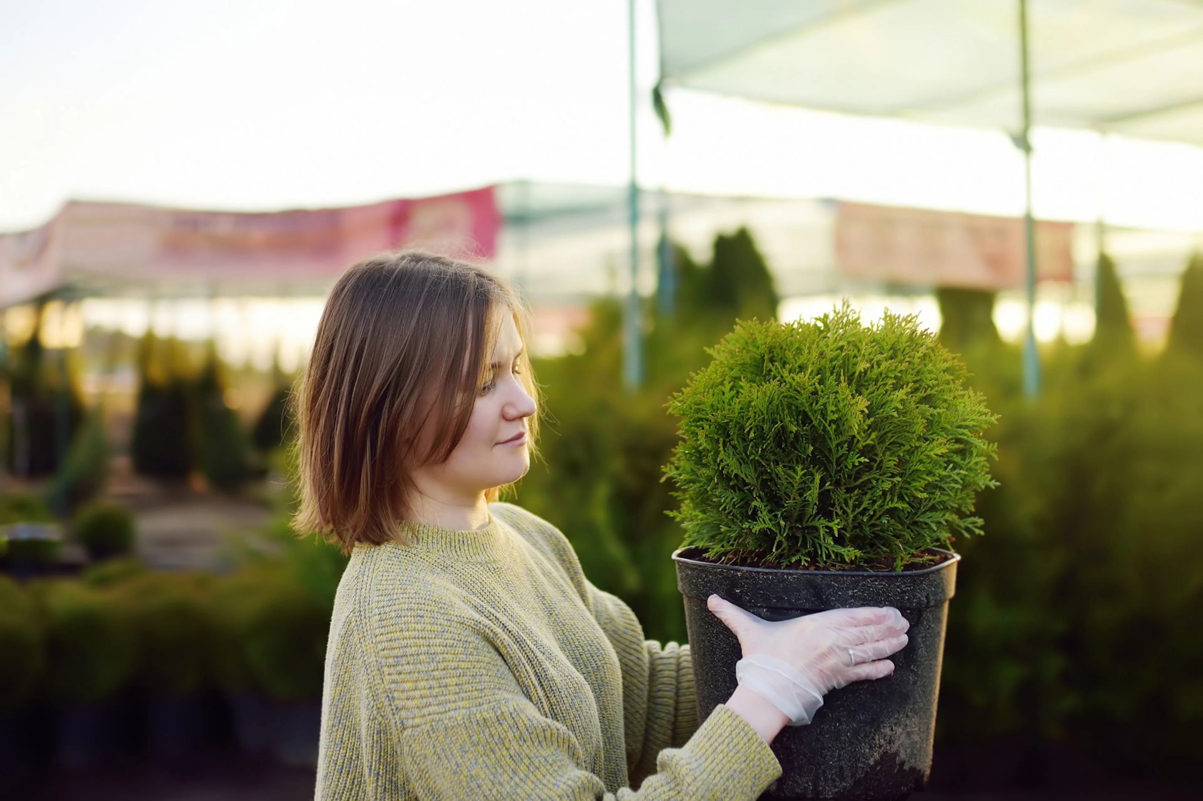 Plantera thuja – från tujaplantor till frodig tujahäck