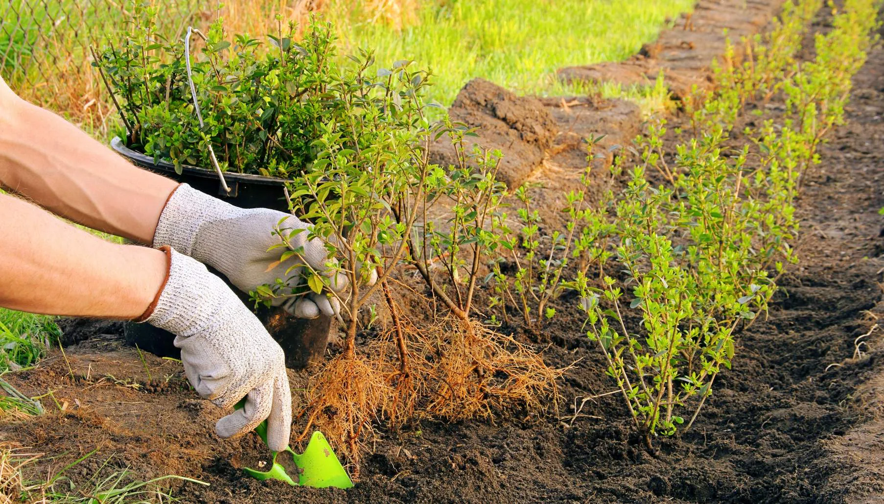 Plantera ligusterhäck – tips om skötsel och så ska du klippa liguster