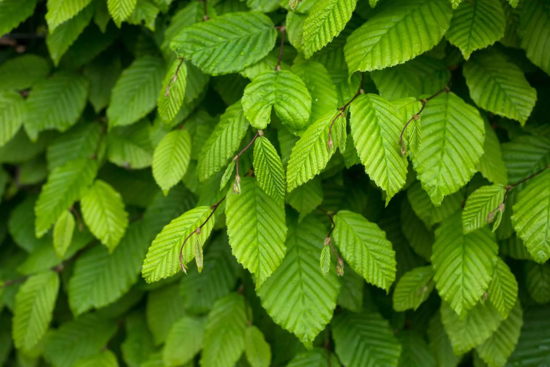 Plantera avenbok – så får du ett tätt insynsskydd med rätt skötsel och beskärning