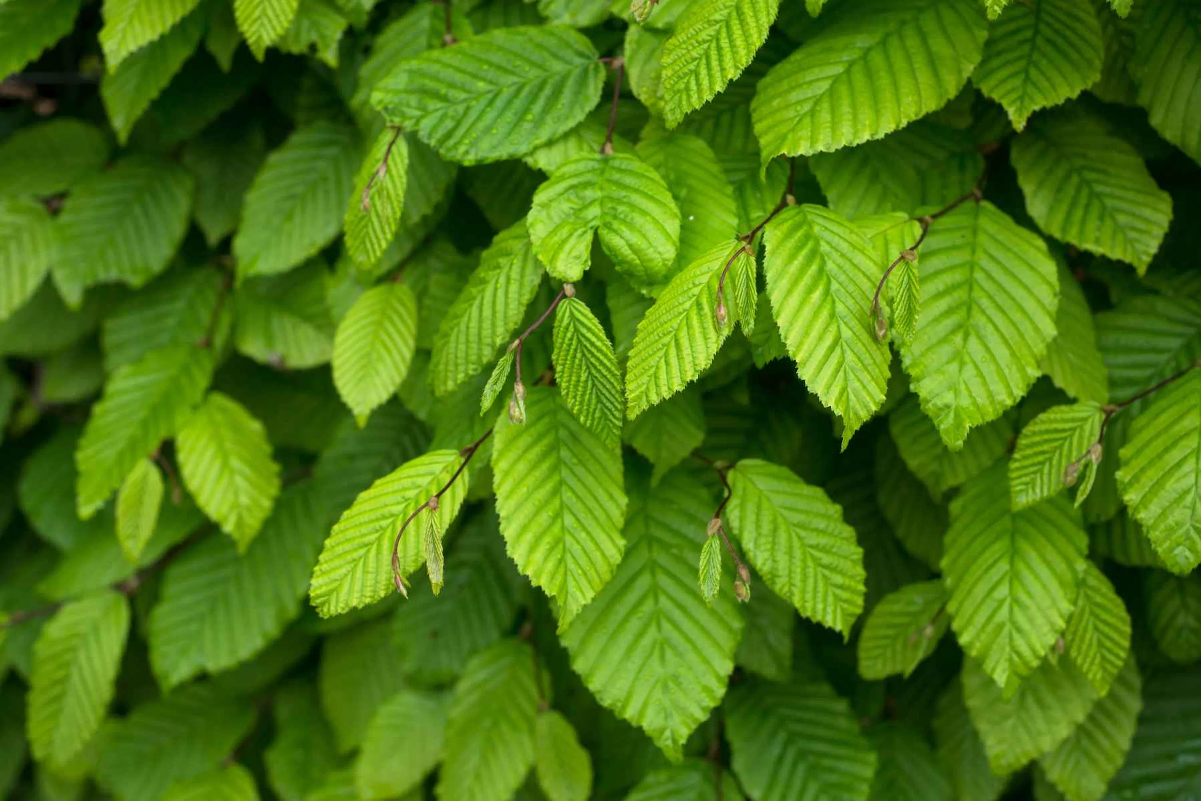 Plantera avenbok – så får du ett tätt insynsskydd med rätt skötsel och beskärning