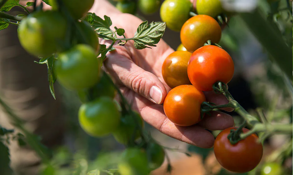 Odla tomater inomhus – 3 tomatsorter som trivs i fönstret
