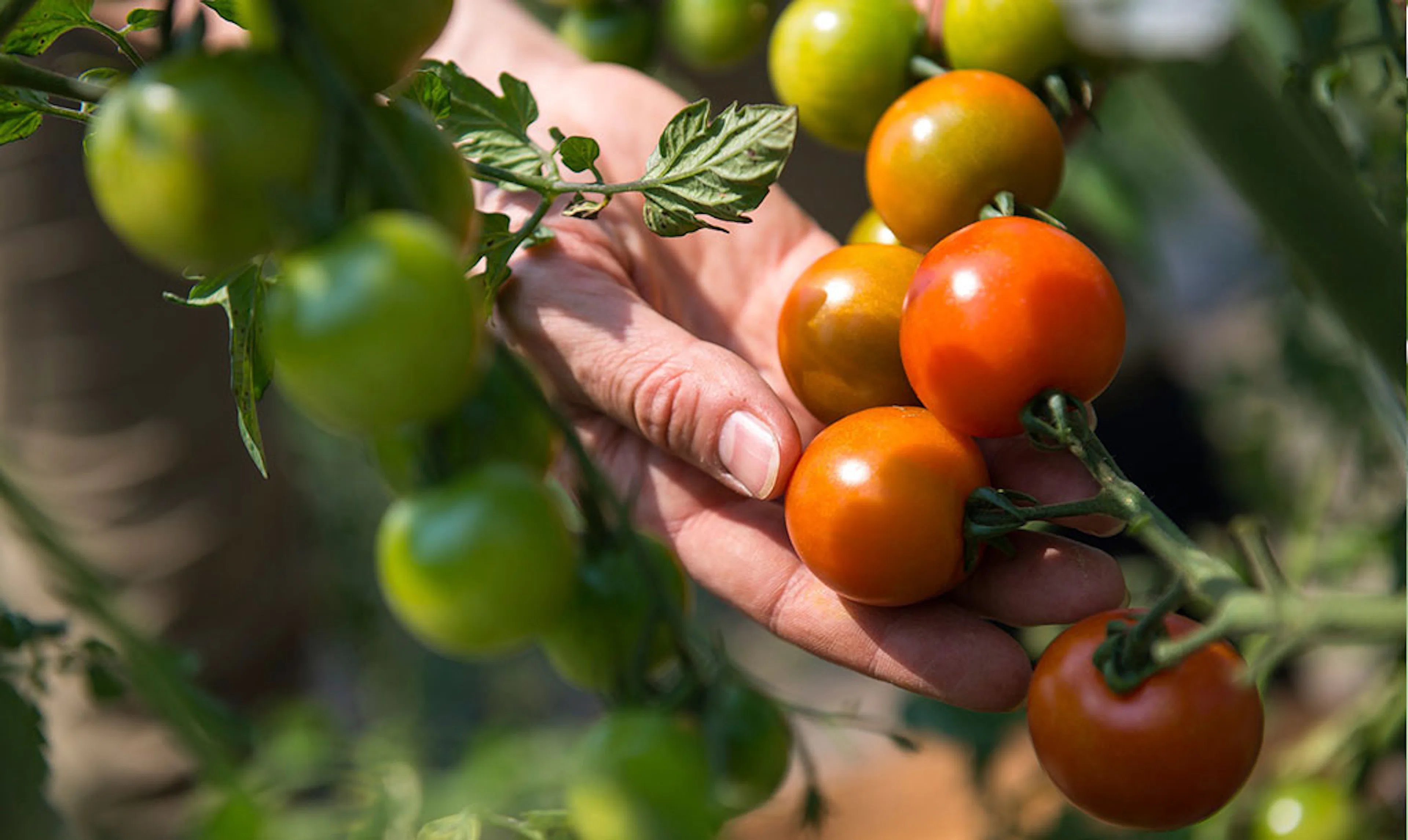 Odla tomater inomhus – 3 tomatsorter som trivs i fönstret