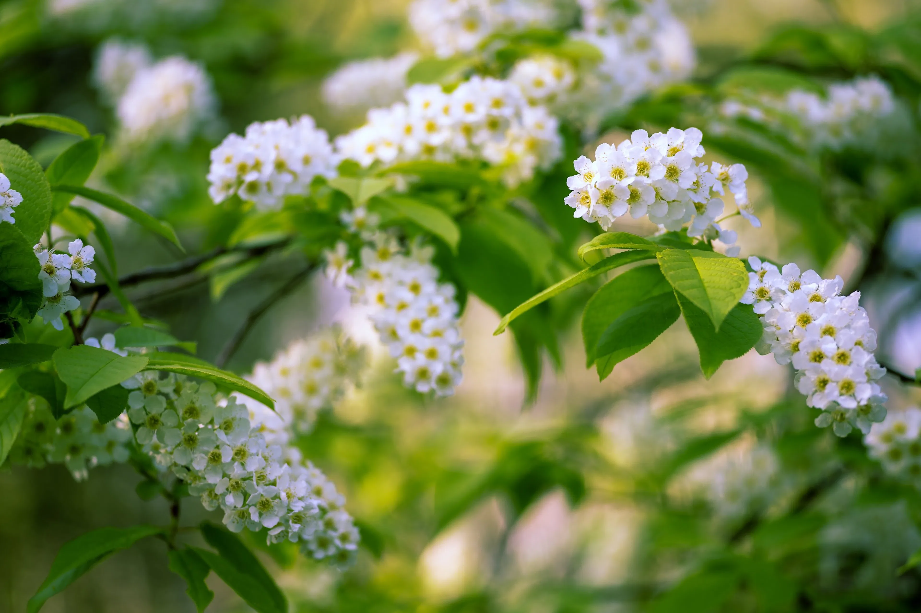 Blommande träd – 6 populära trädsorter som blommar rikligt på våren