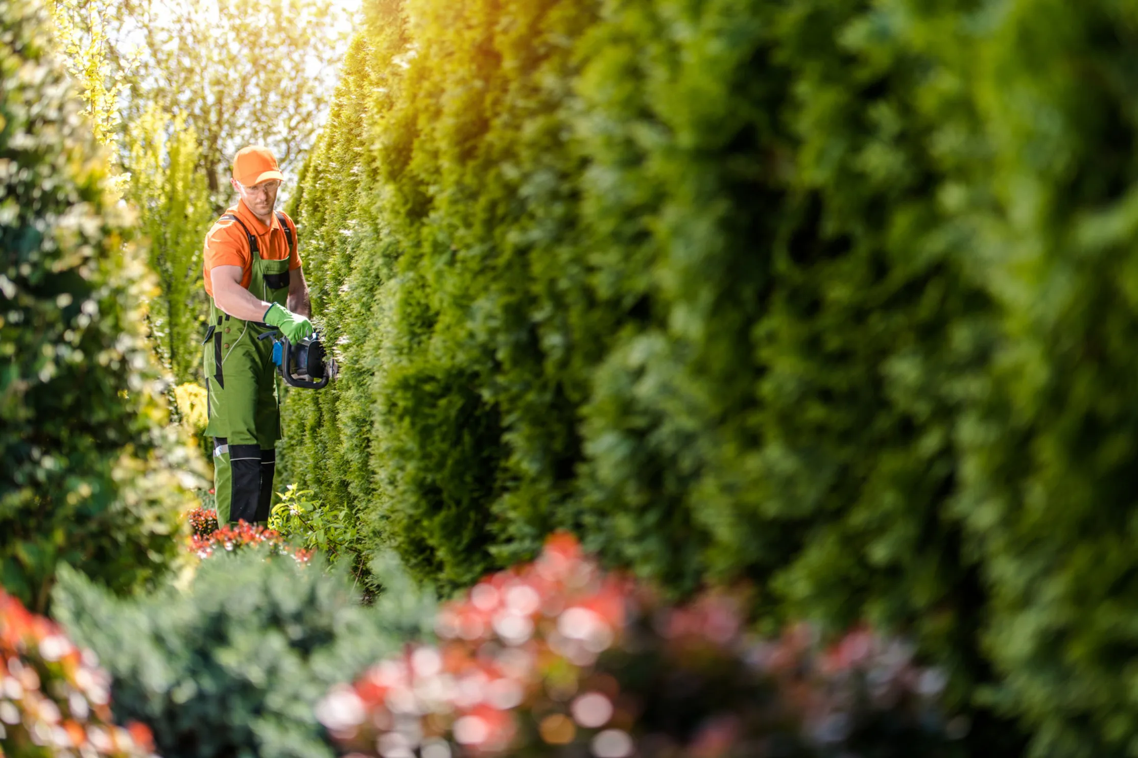 Beskära och klippa tujahäck – så ska du sköta din thuja