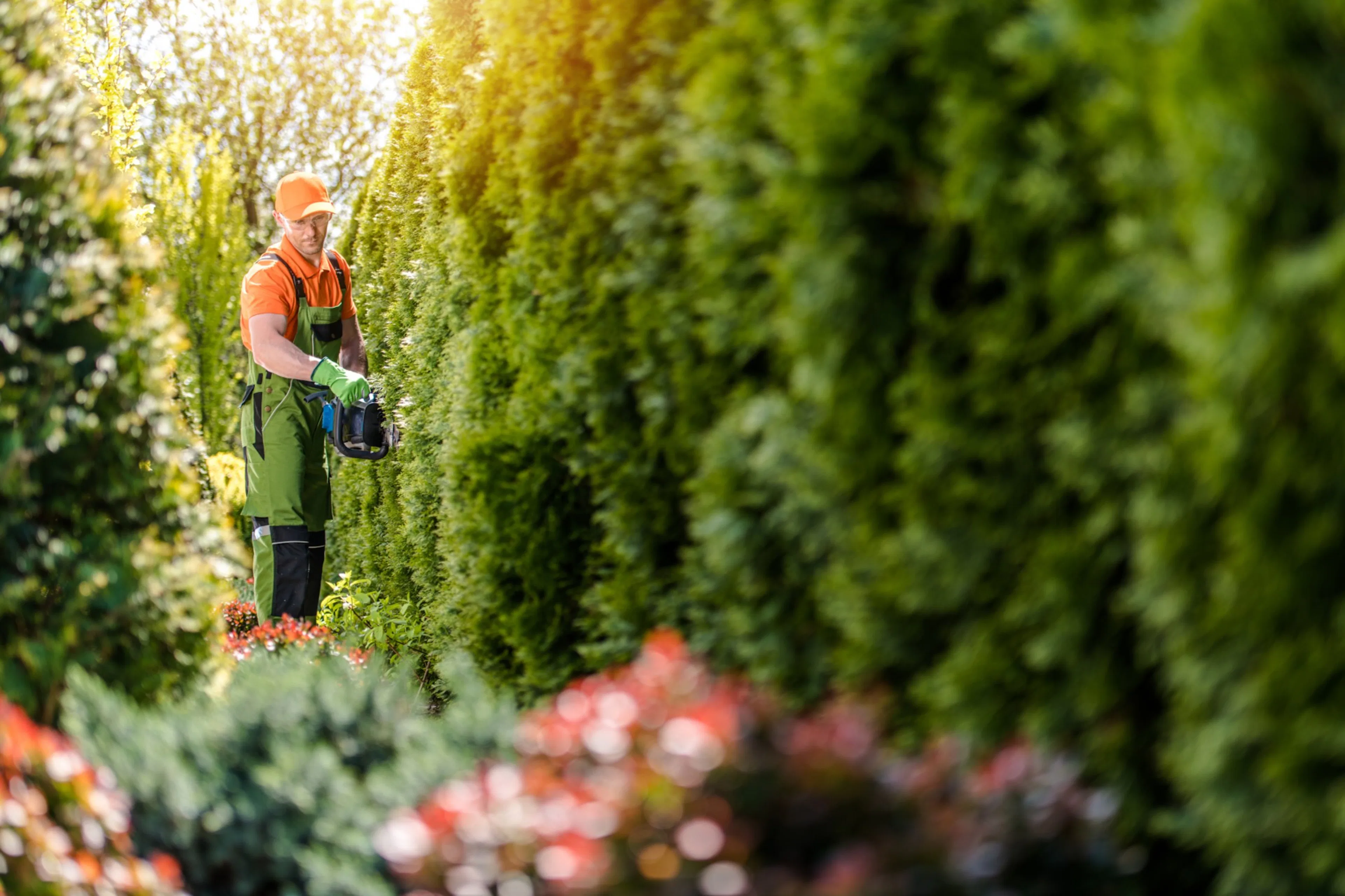 Beskära och klippa tujahäck – så ska du sköta din thuja