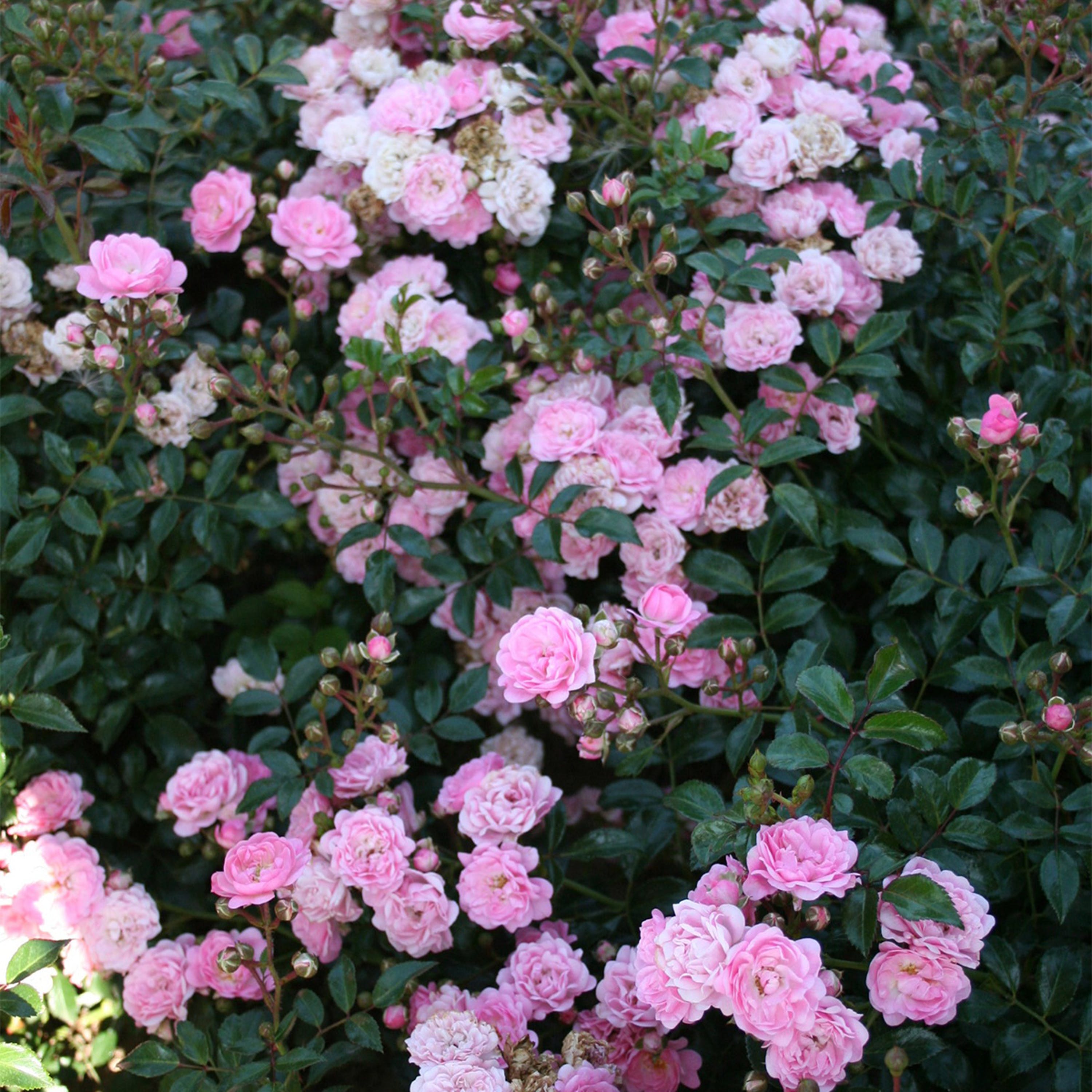 Marktäckande rosor - The Fairy