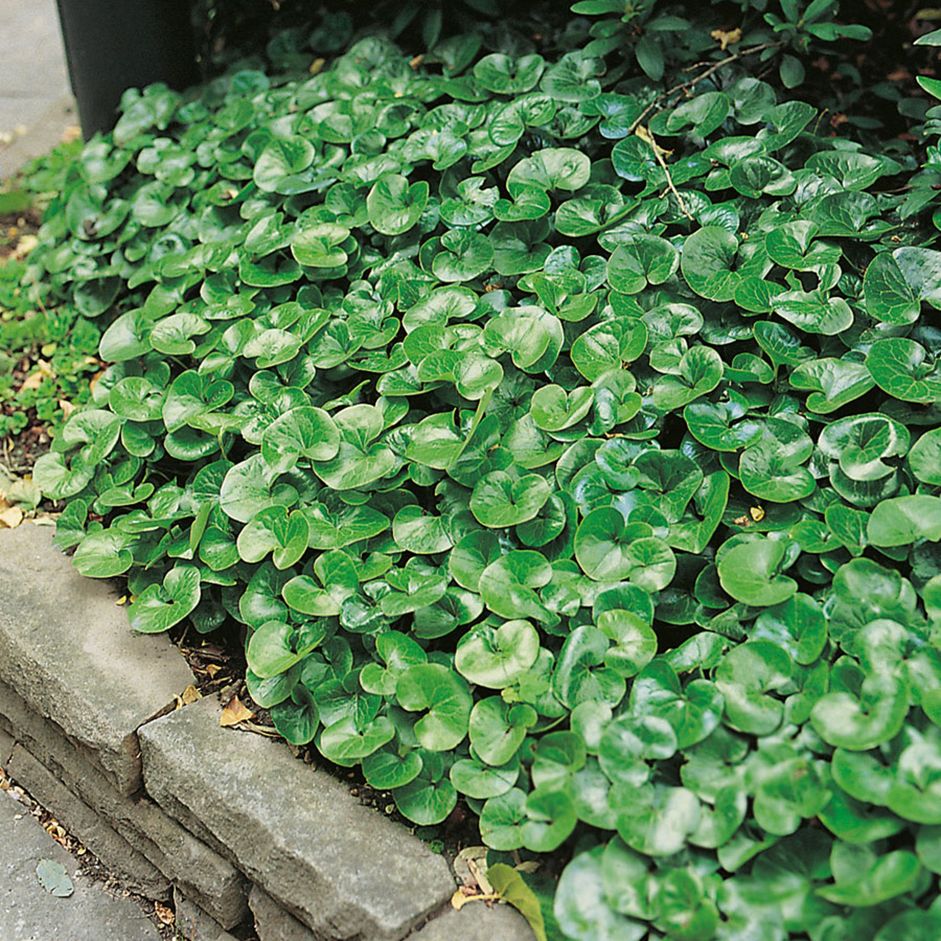 Vintergröna marktäckare - Hasselört
