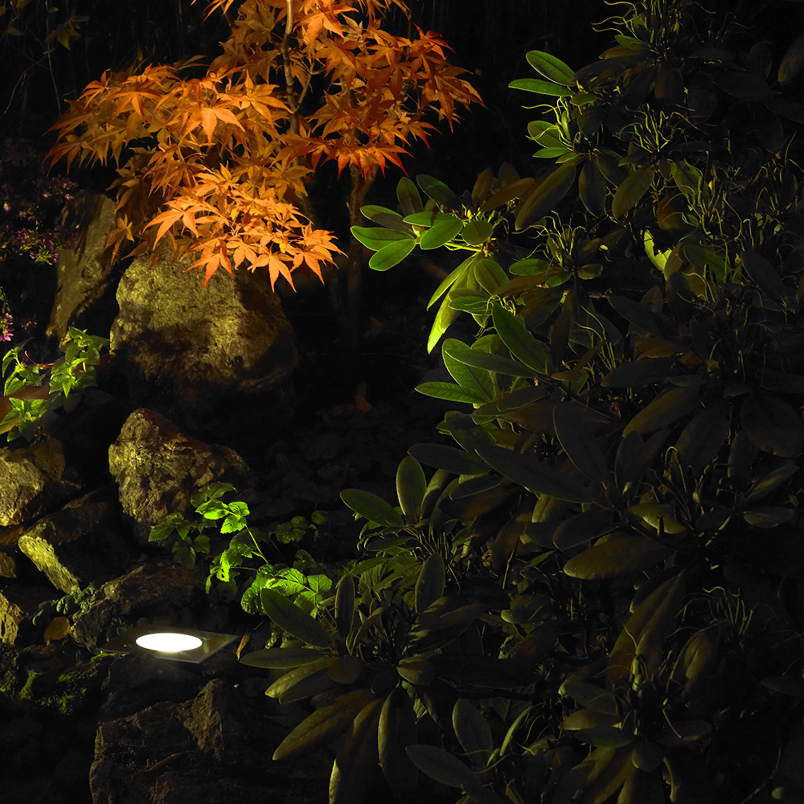 Trädbelysning Rena Fyrkantig