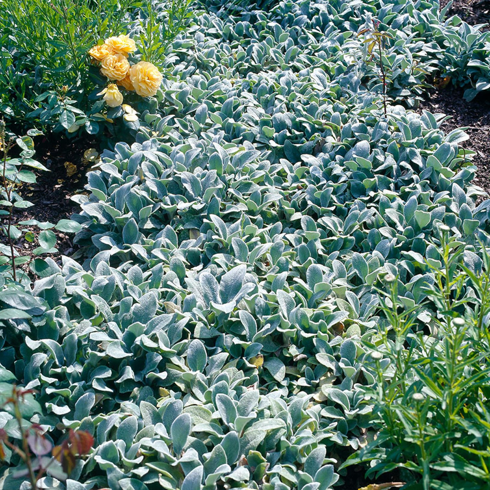 Lammöron Silver Carpet