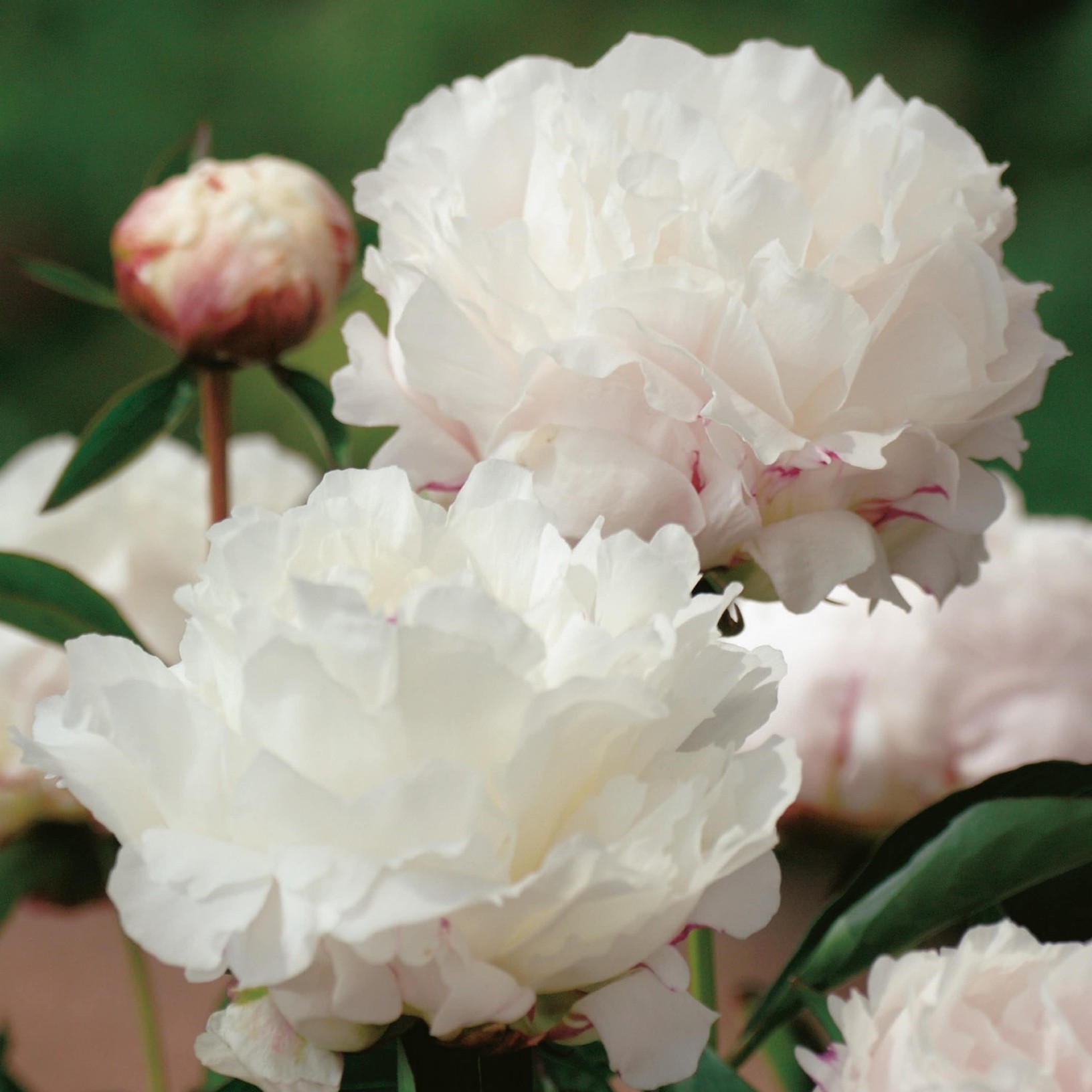 Perenner zon 5 - Luktpion