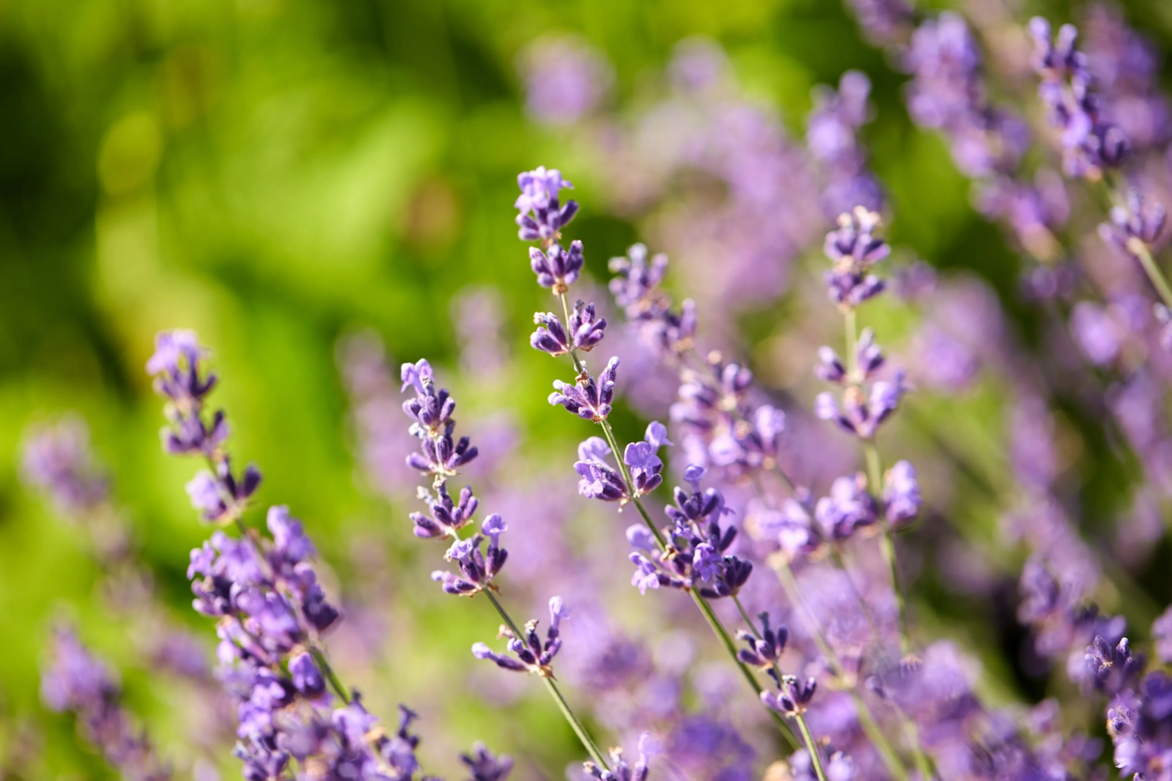 Plantera lavendel från kruka eller odla i rabatt – 9 enkla steg