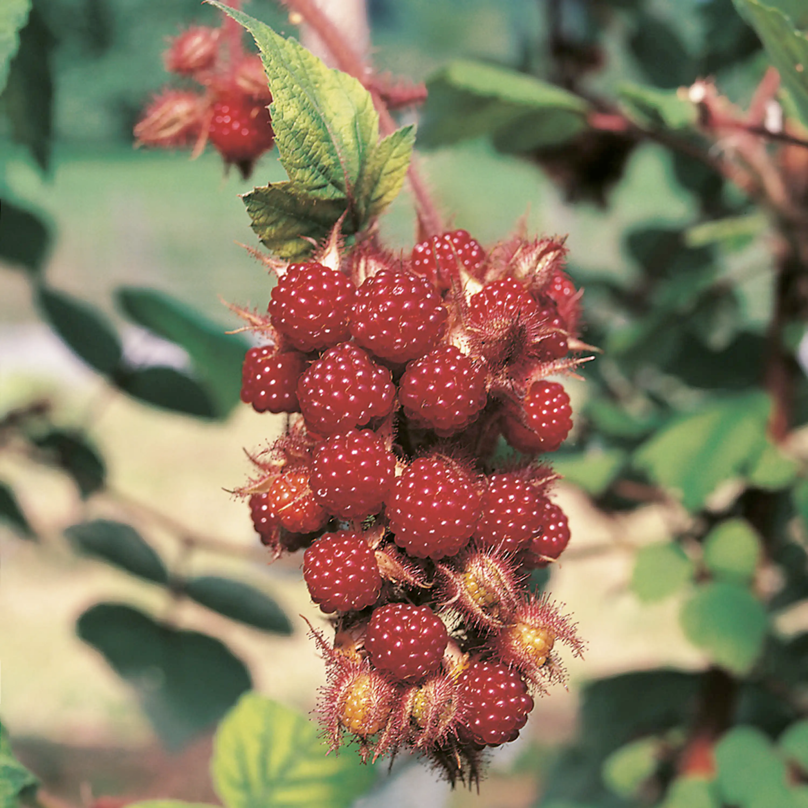 Plantera bärbuskar hallon