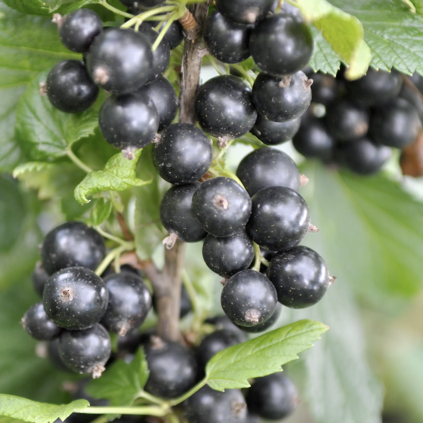 Plantera bärbuskar vinbär