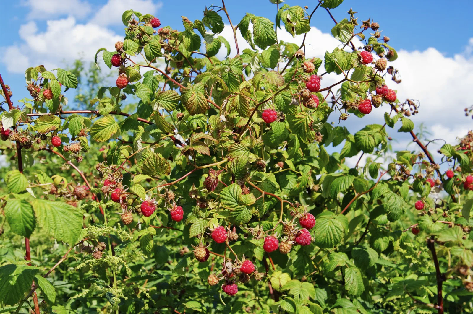 Plantera bärbuskar – allt du behöver veta