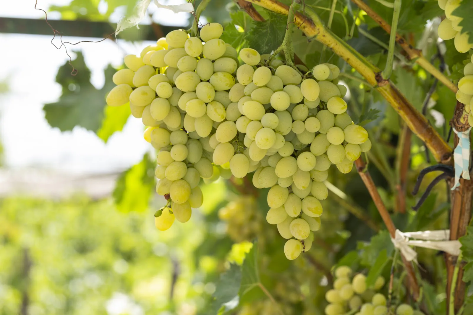 Odla vindruvor - så planterar du vinrankor
