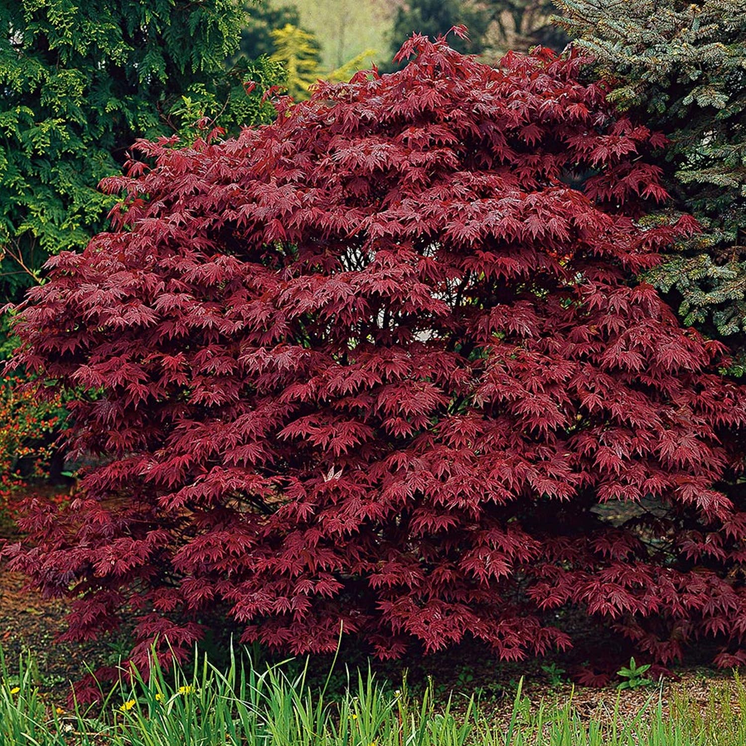 Buskar i skugga blodlönn