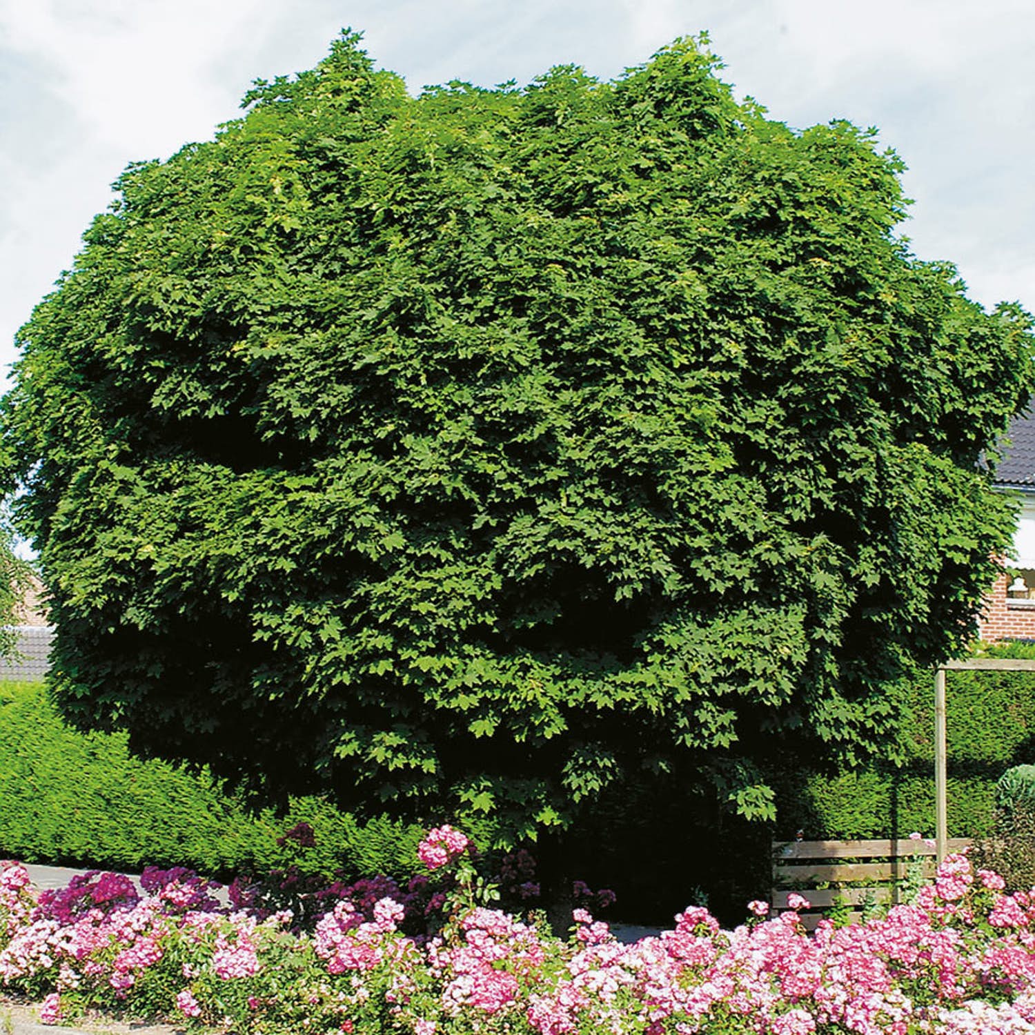 Välja träd i trädgården - klotlönn
