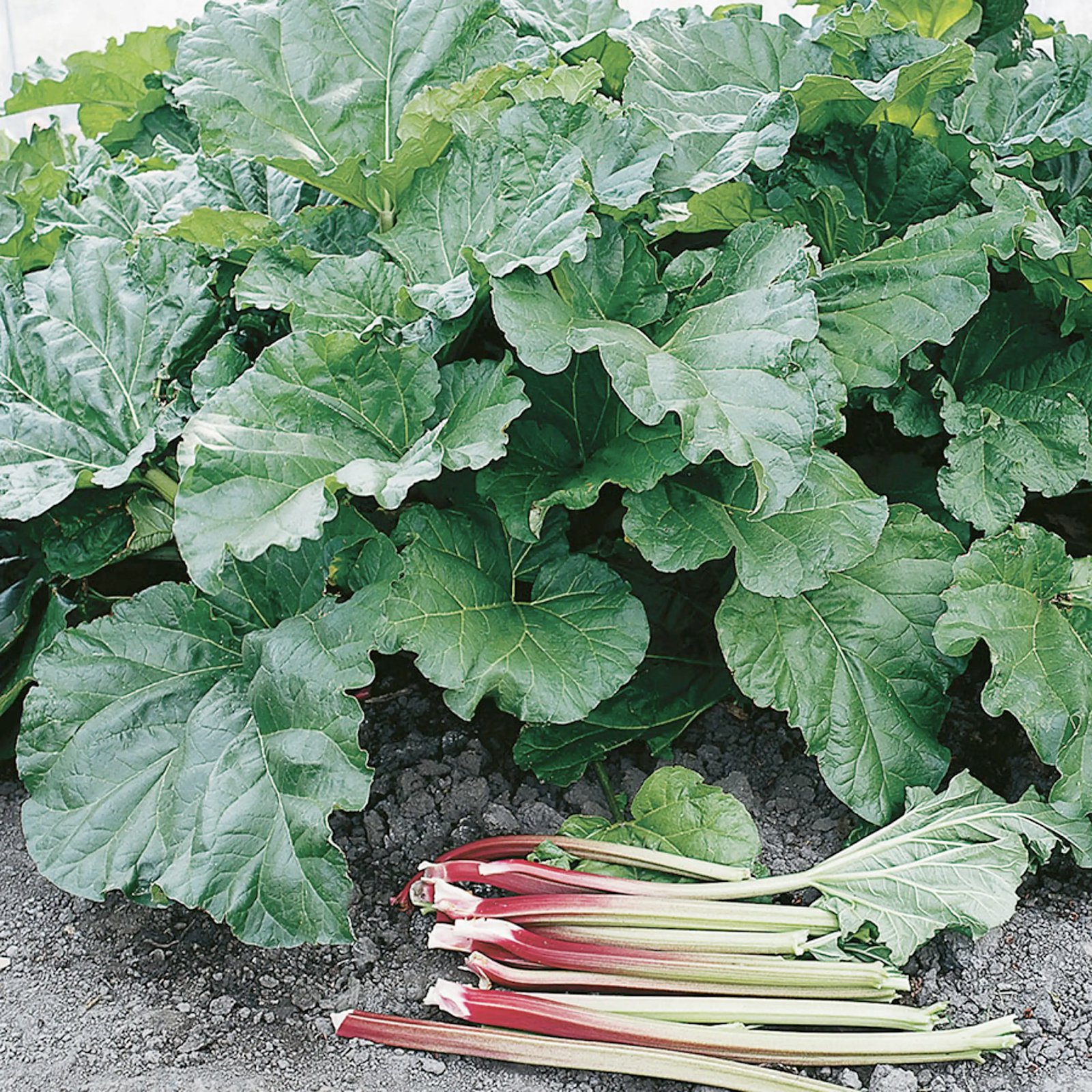 Odla i pallkrage rabarber