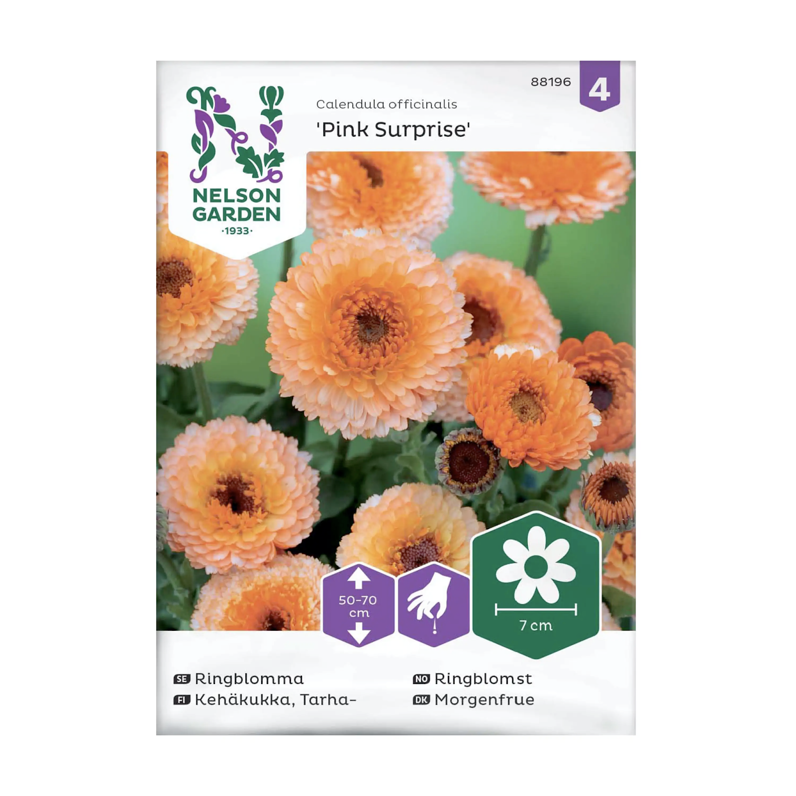 Odla i pallkrage ringblomma