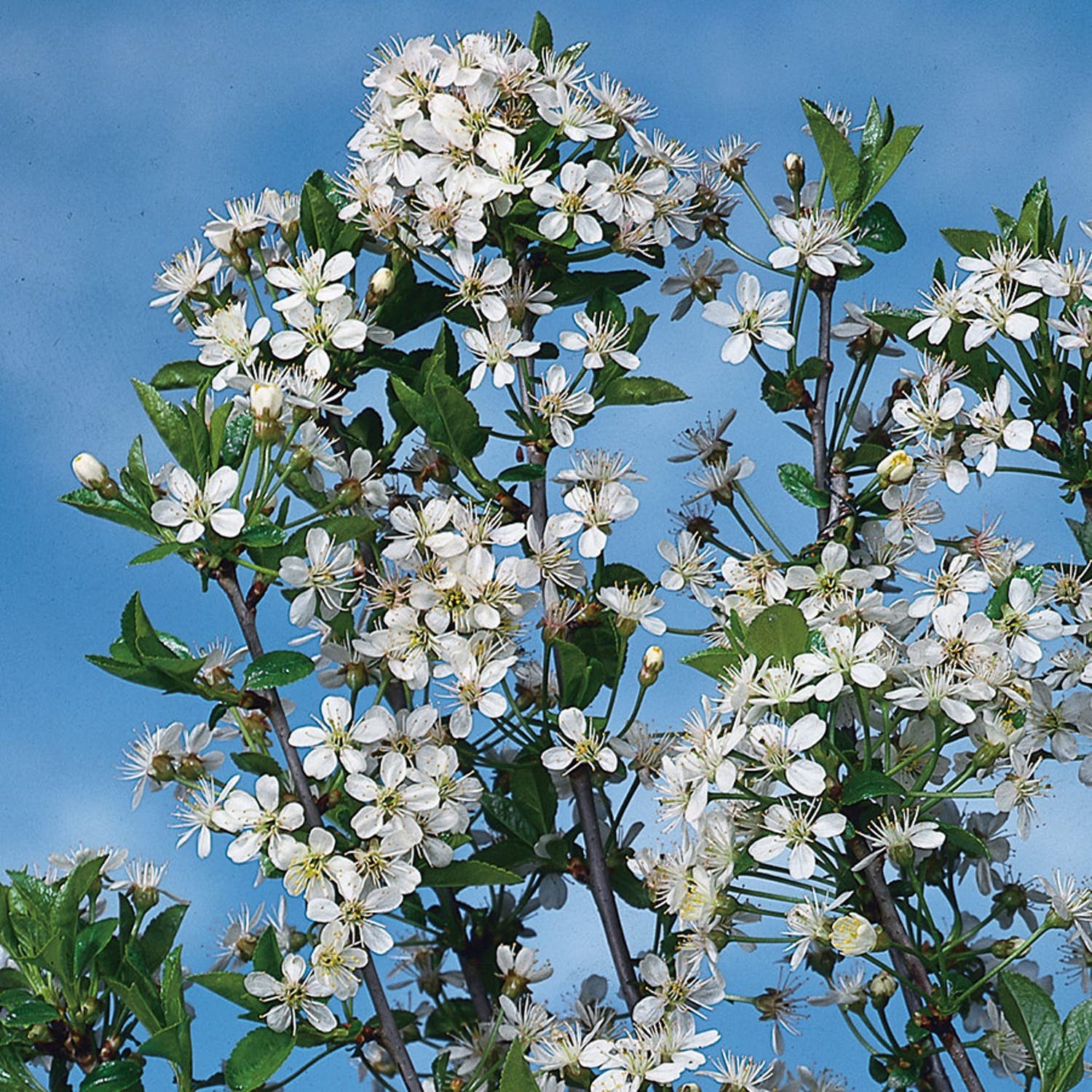 välja träd i trädgården Klotkörsbär