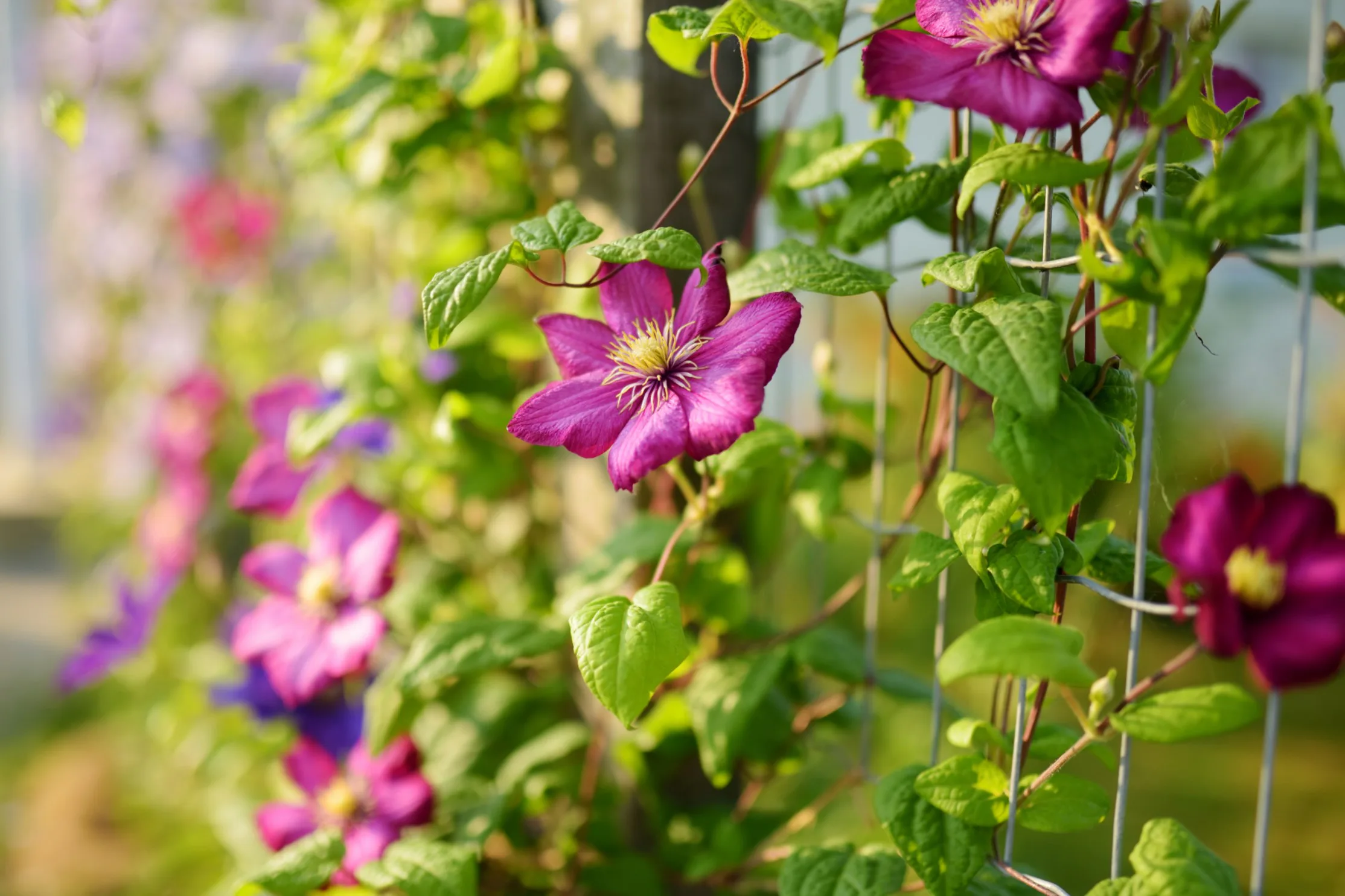 Blommande klätterväxter – 7 dekorativa klängväxter i olika färger