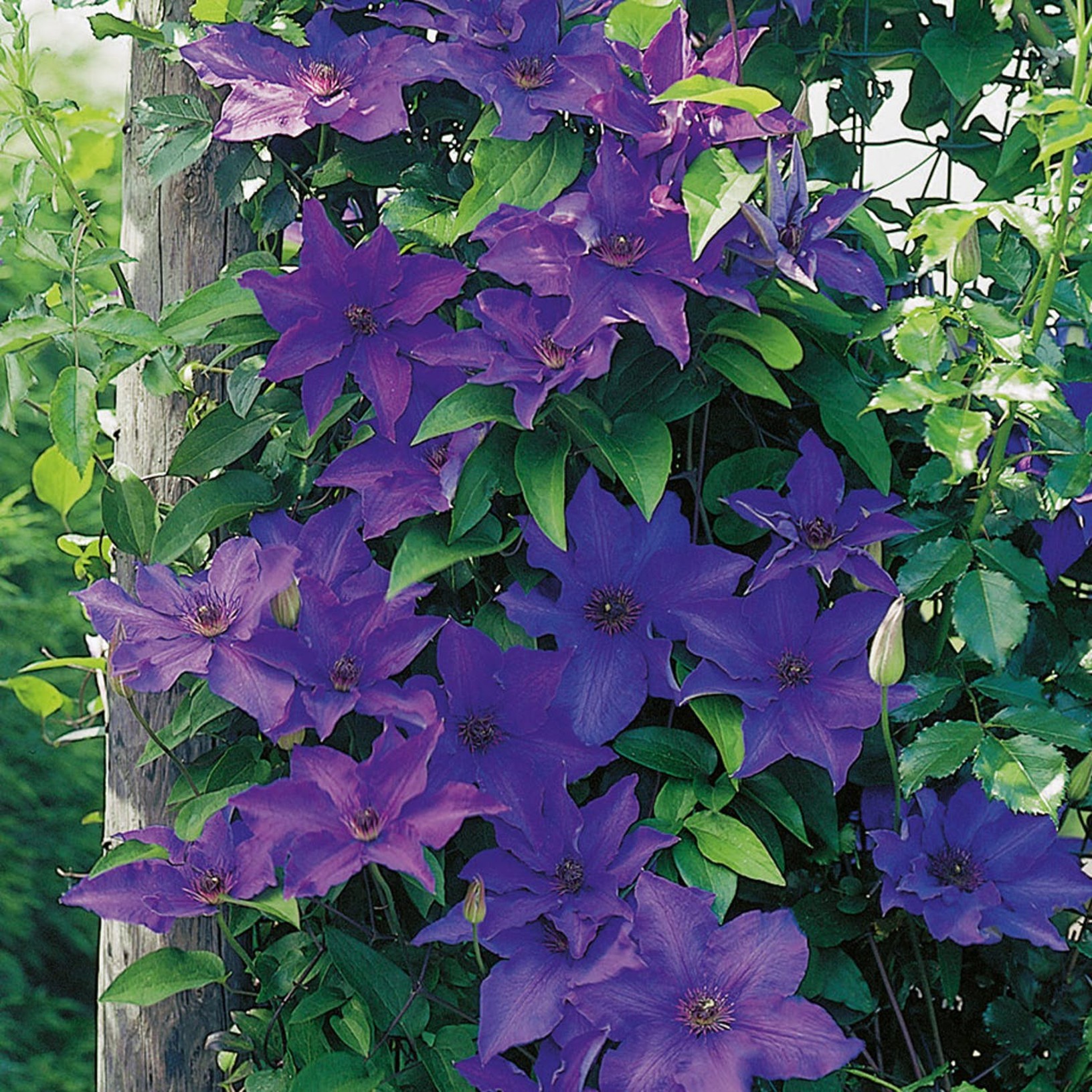 Purpurblå Patens Klematis