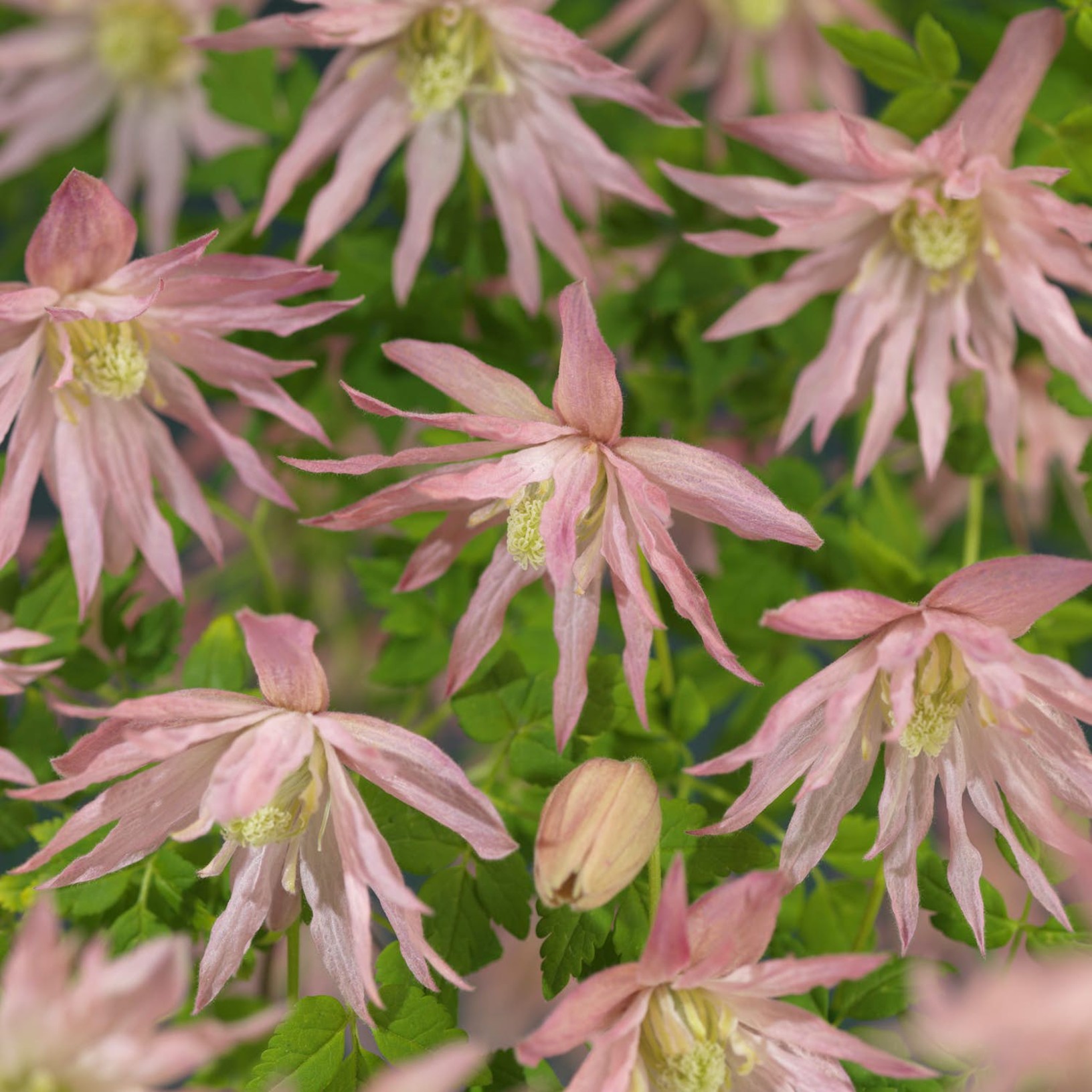 Klematis Country Rose