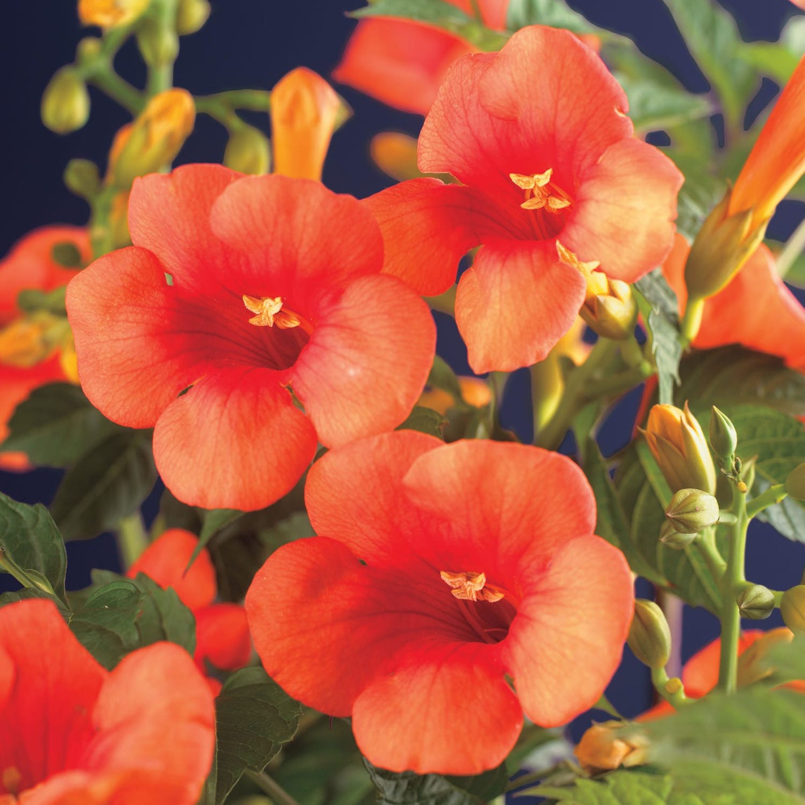 Storblommig Trumpetranka