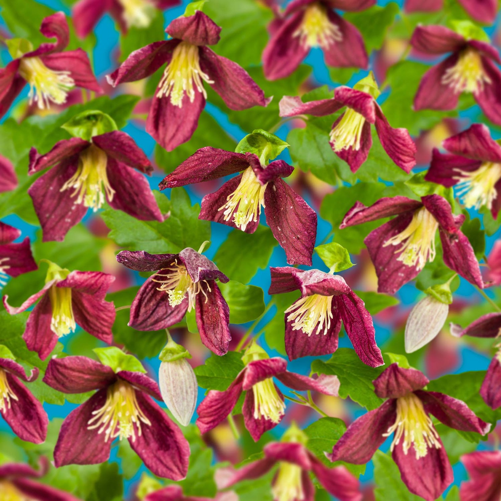 Klematis Landsdowne Gem