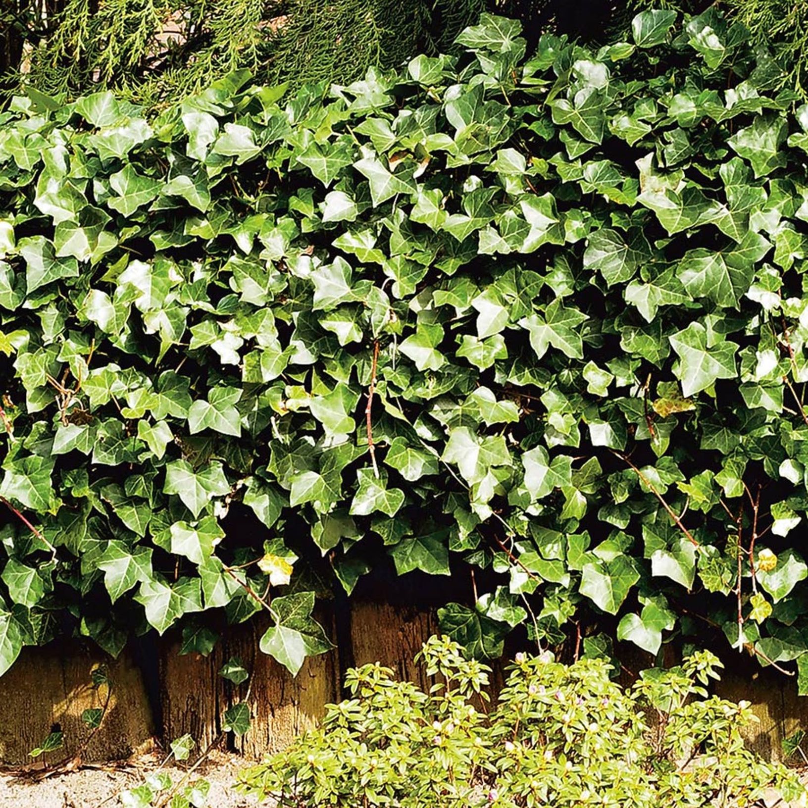 Murgröna Hedera Hibernica