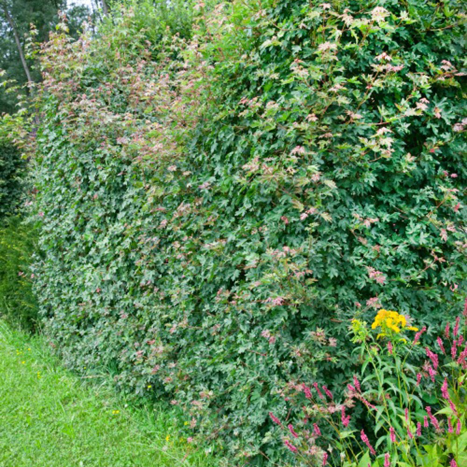 Snabbväxande häck Naverlönn