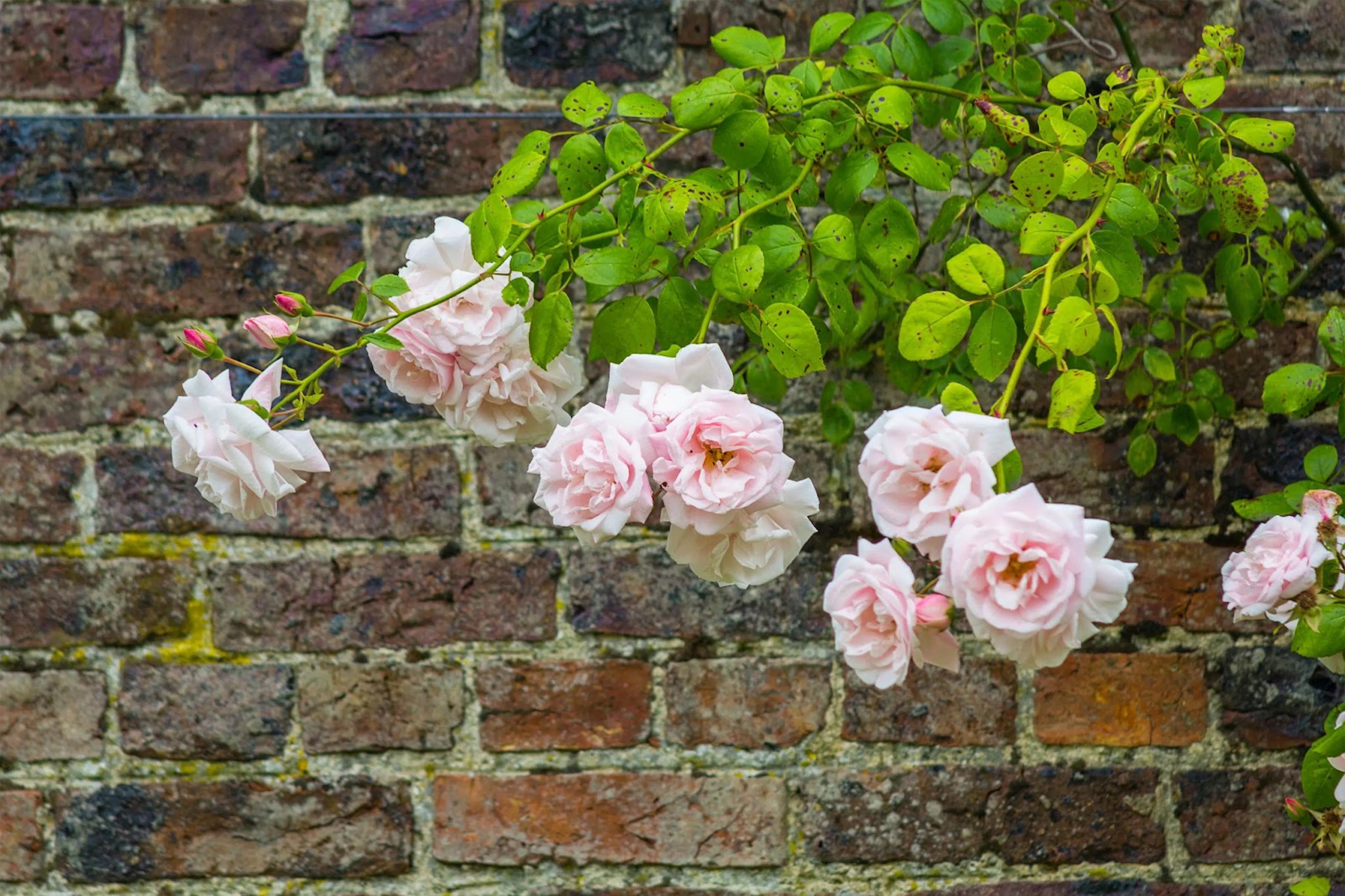 5 klätterrosor som blommar hela sommaren