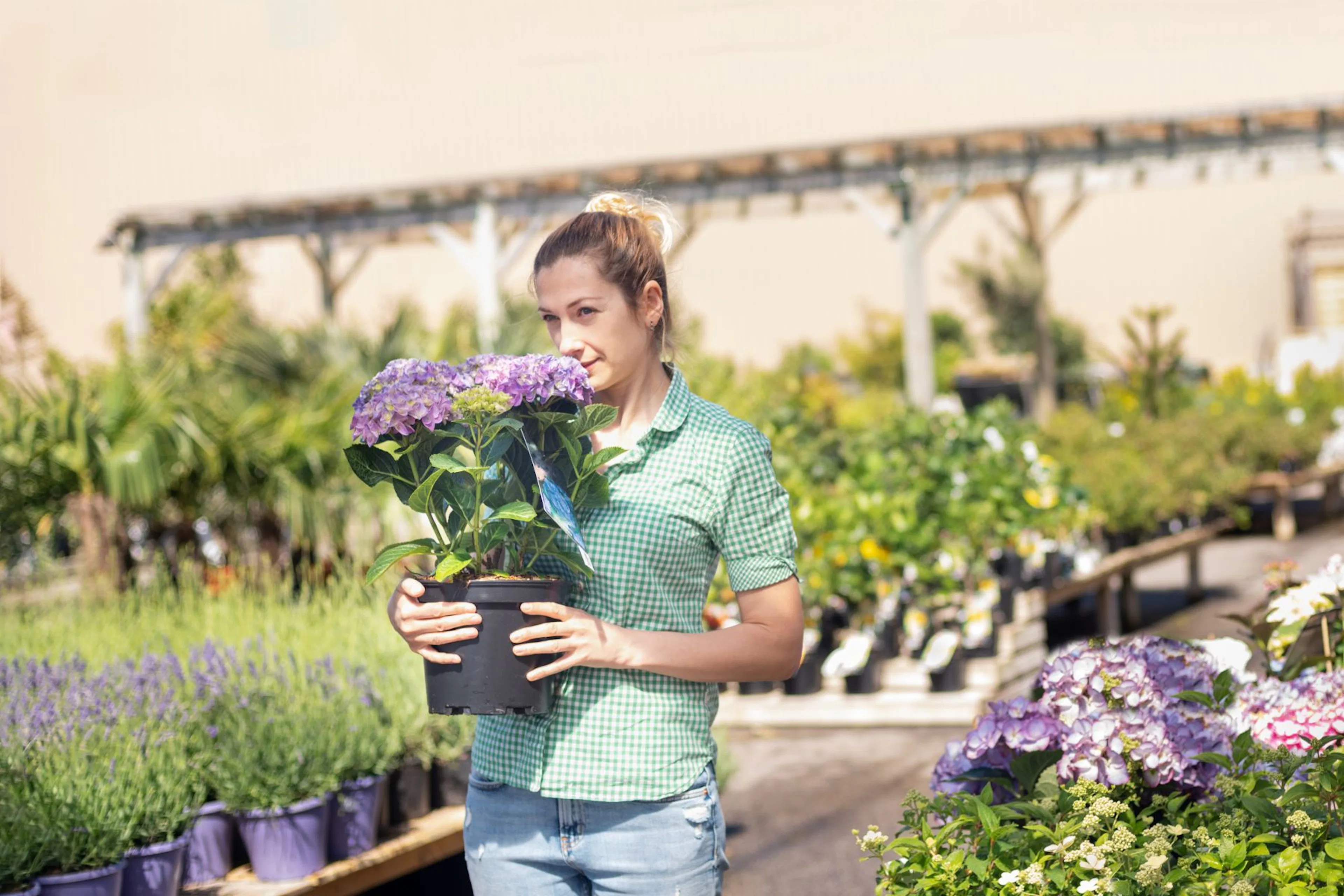 Plantera hortensia – tips och skötsel