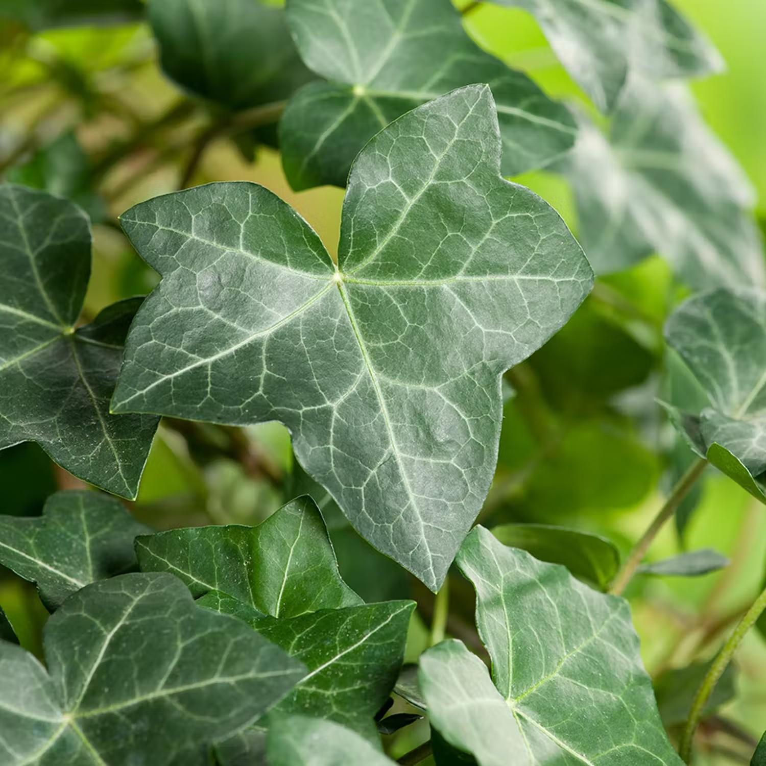 Vintergröna marktäckare - Murgröna Hedera Hibernica