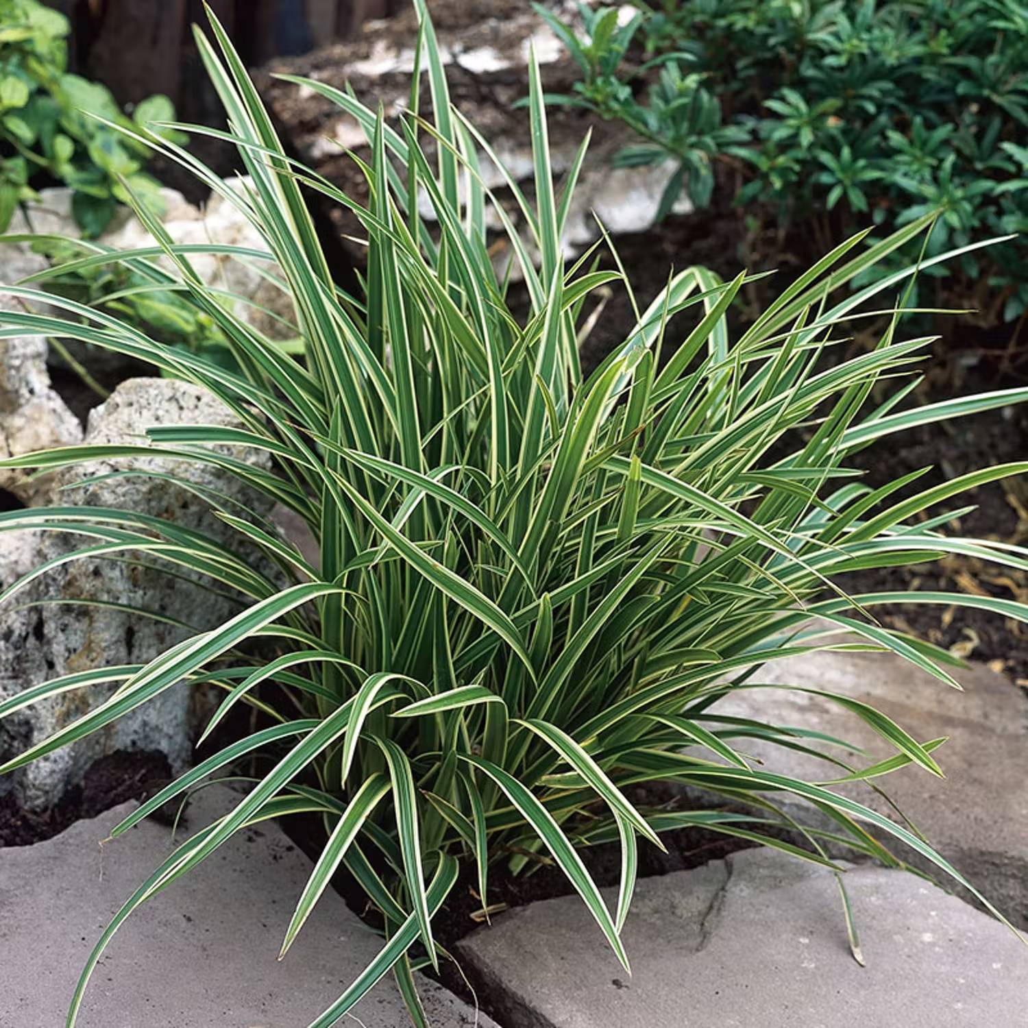 Prydnadsgräs - Japansk starr Ice Dance