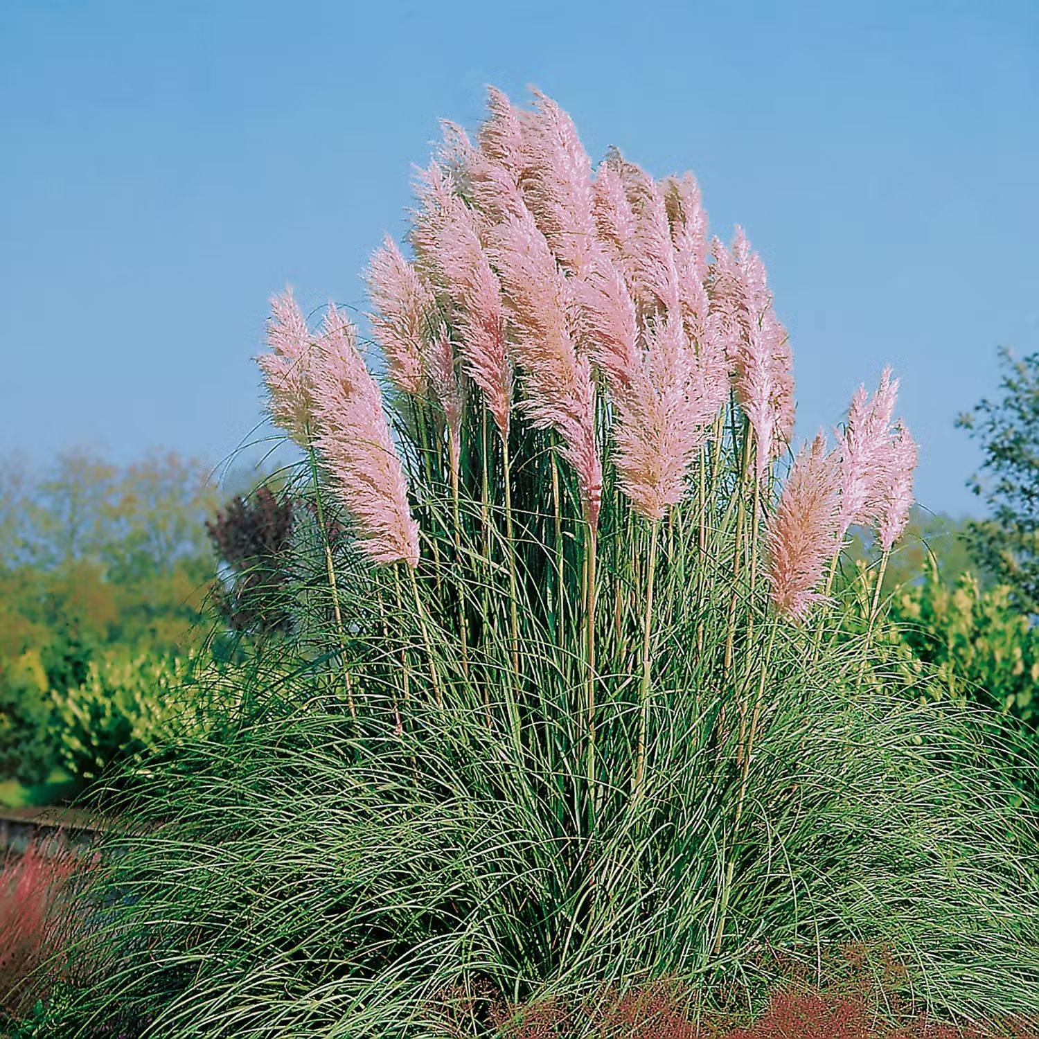 Prydnadsgräs - Pampasgräs Rosea