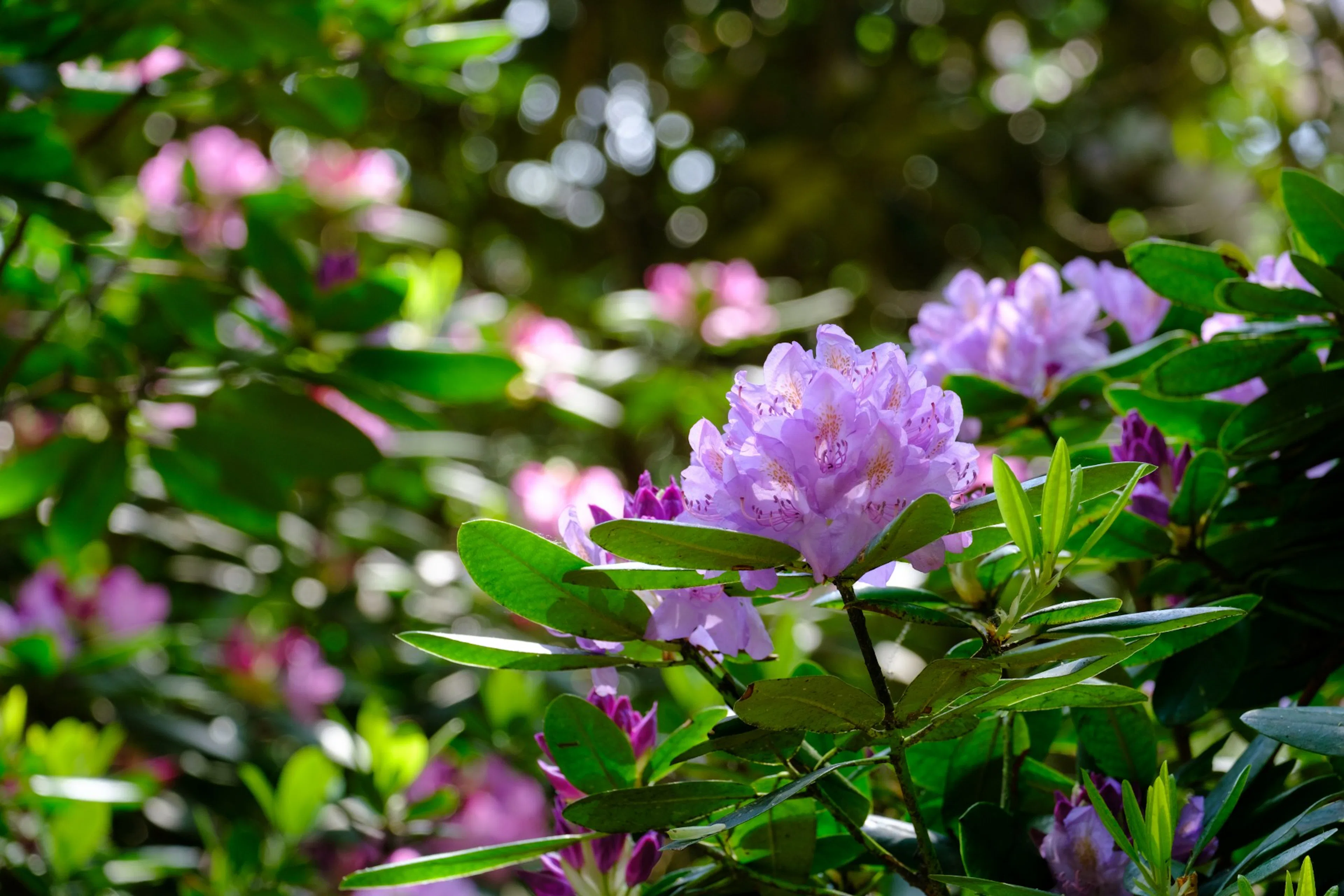 Plantera rhododendron – 5 enkla steg