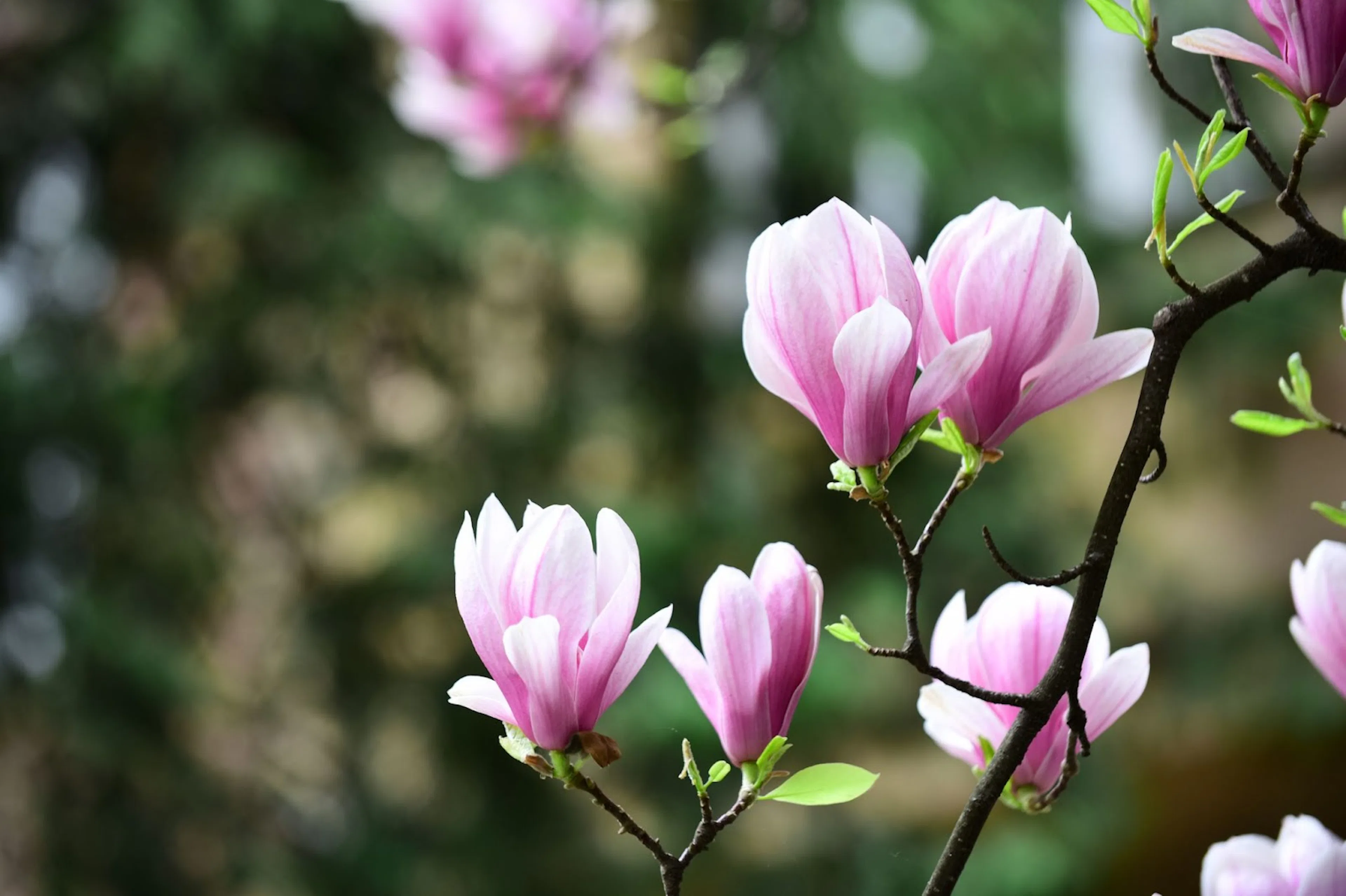 Plantera magnolia – 5 steg för en blommande trädgård på våren
