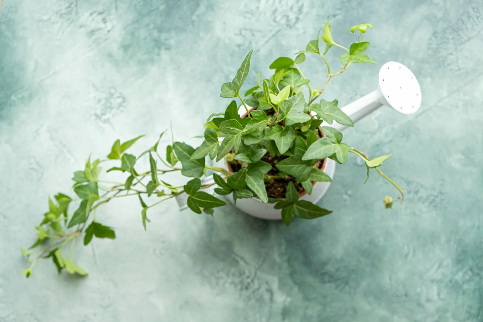 Plantera murgröna utomhus och inomhus - så gör du steg för steg