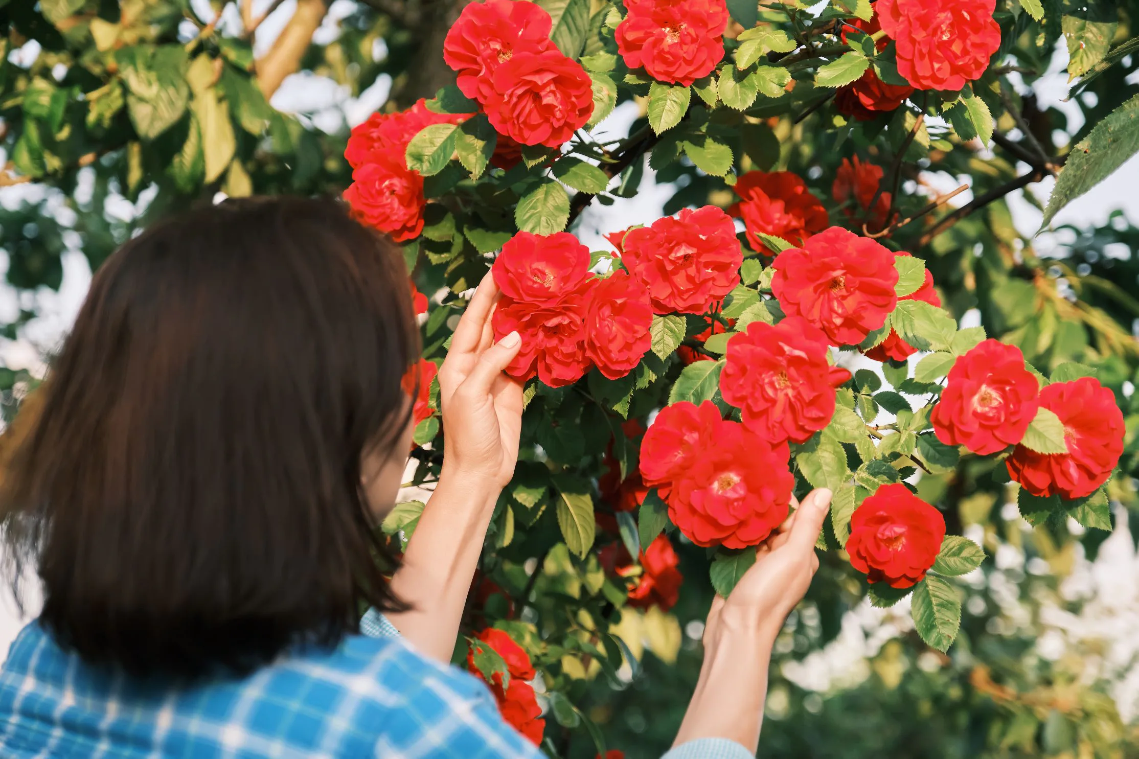 Beskära klätterros – så klipper du klätterrosen i 5 enkla steg