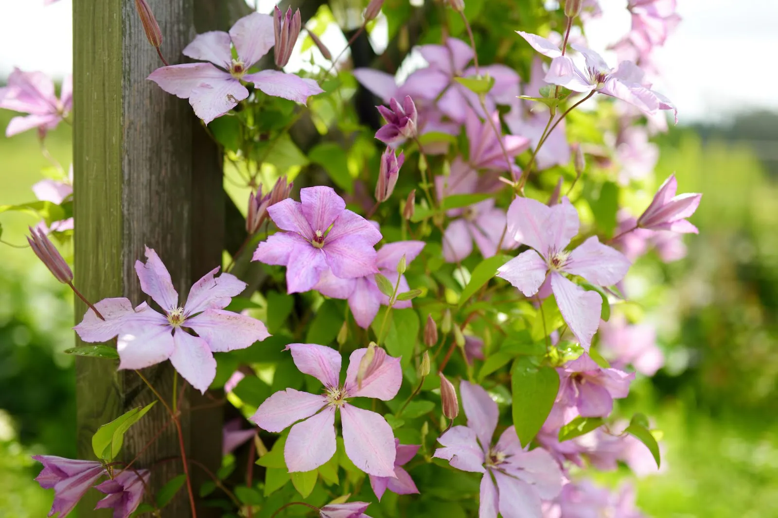 Plantera klematis – 7 steg till en starkväxande klematis
