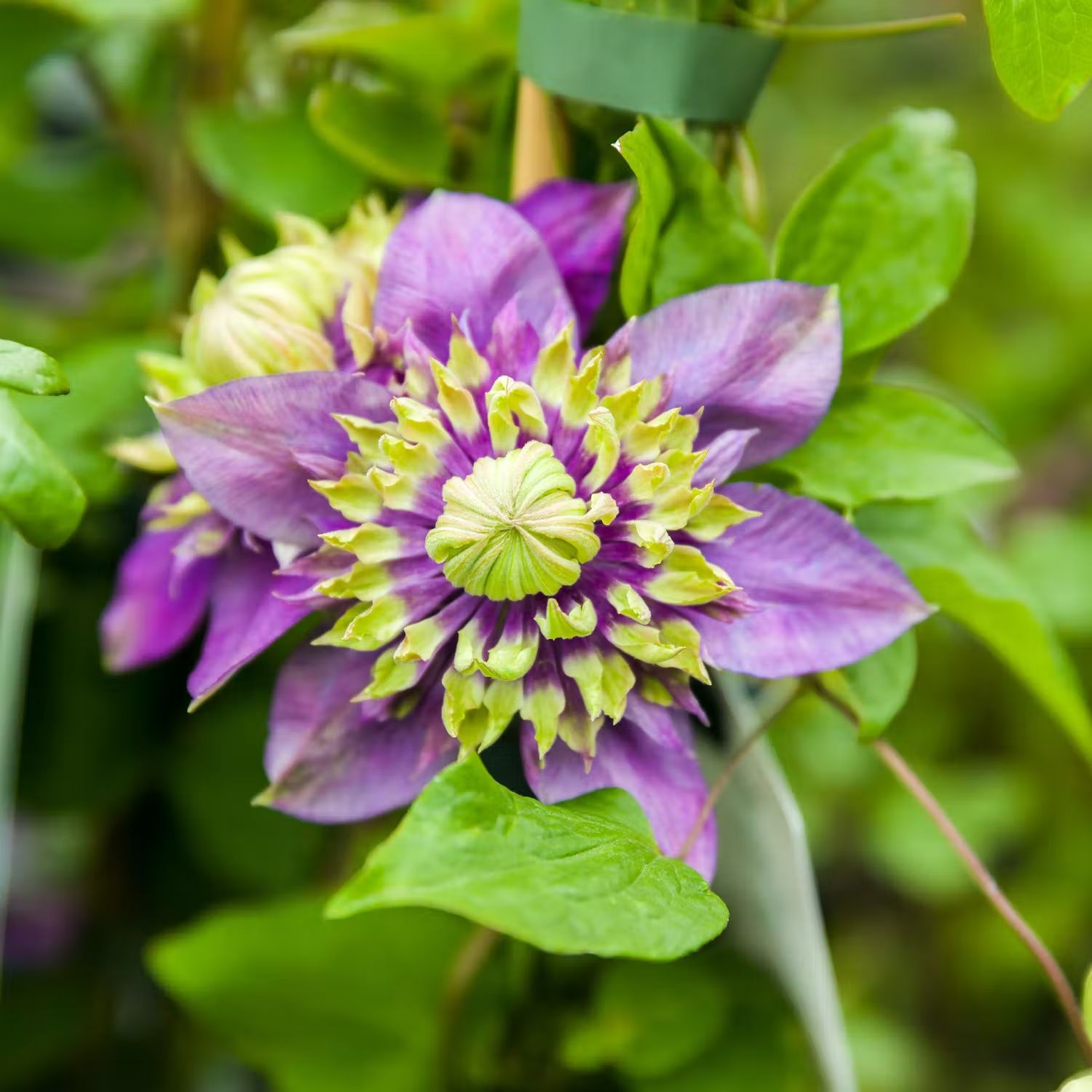 Plantera klematis - Taiga