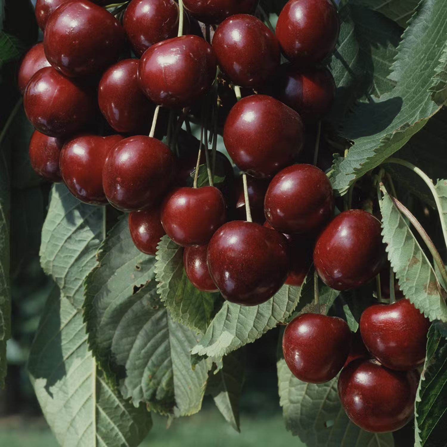 Plantera körsbärsträd - Sötkörsbär Sam
