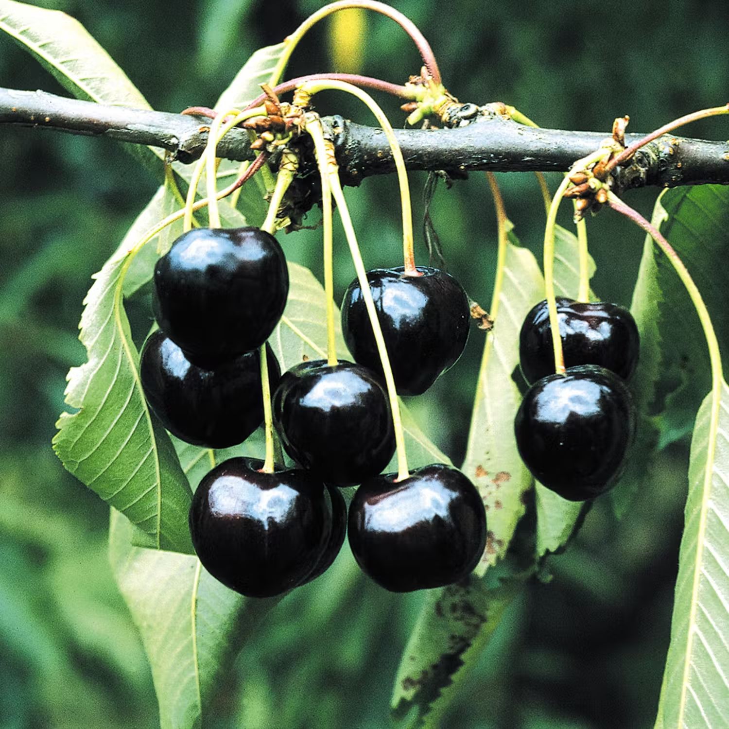 Plnatera körsbärsträd - Skörsbärsträd @Plant Stor Svart Bigarrå Grosse Schwarze Knorpelkirsche