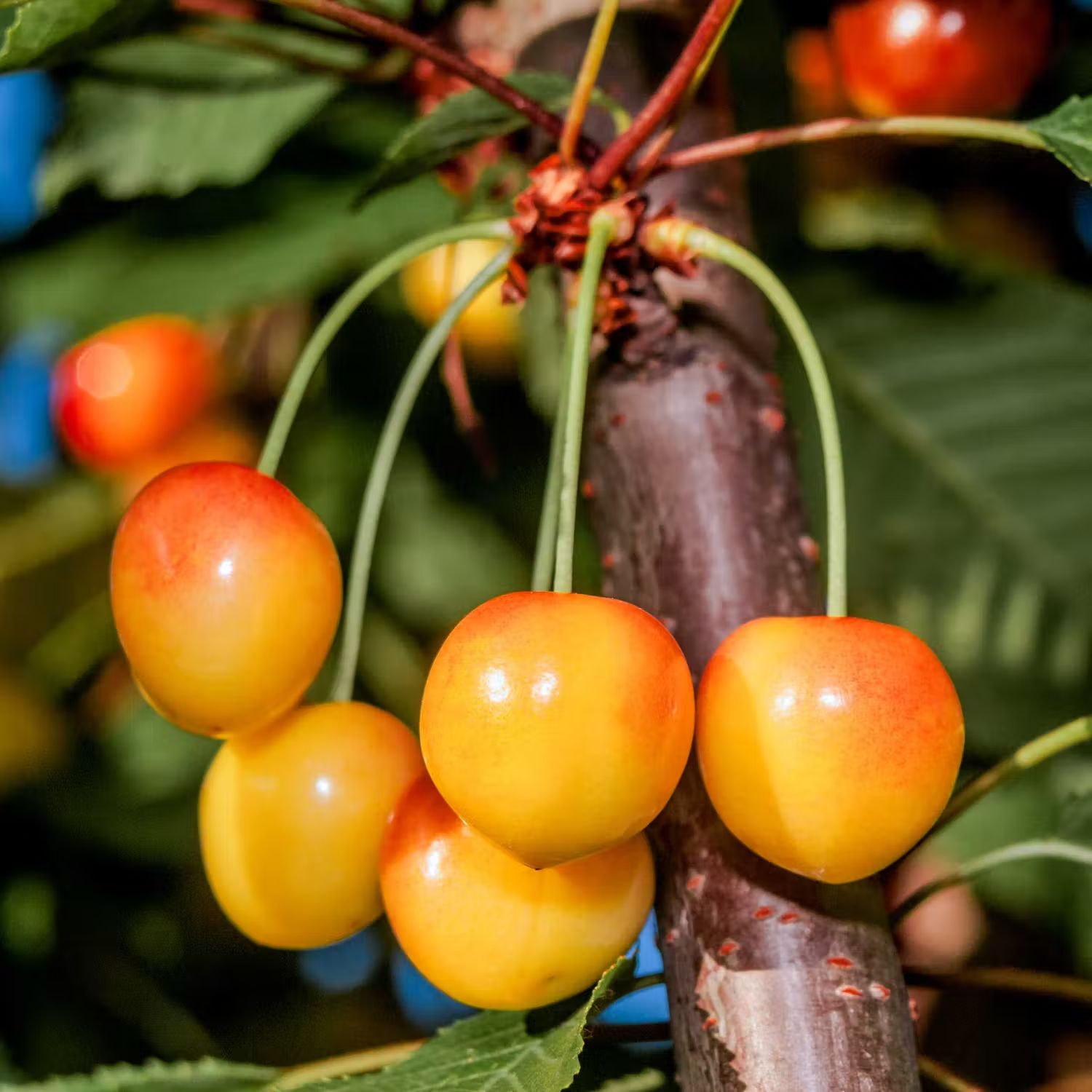 Plantera körsbärsträd - Sötkörsbärsträd @Plant Büttners Späte Rote Knorpelkirsche E