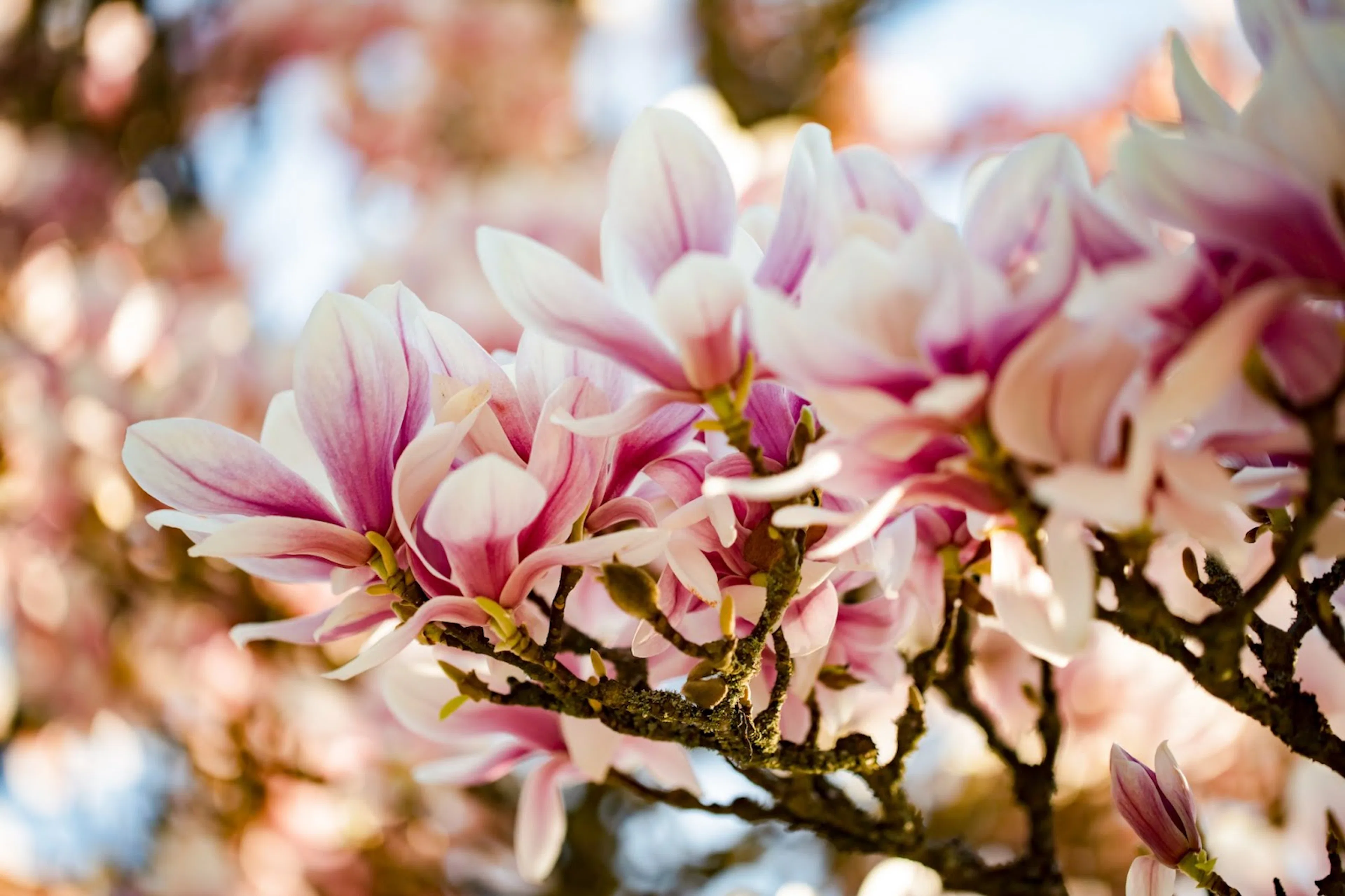 Beskära magnolia - 4 tips för dig som ska klippa magnoliaträd