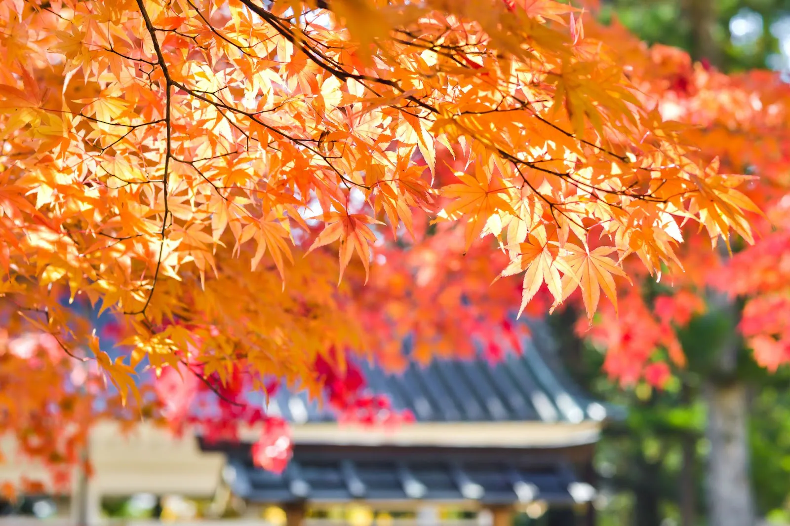 5 japanska träd för dig som drömmer om en asiatisk trädgård