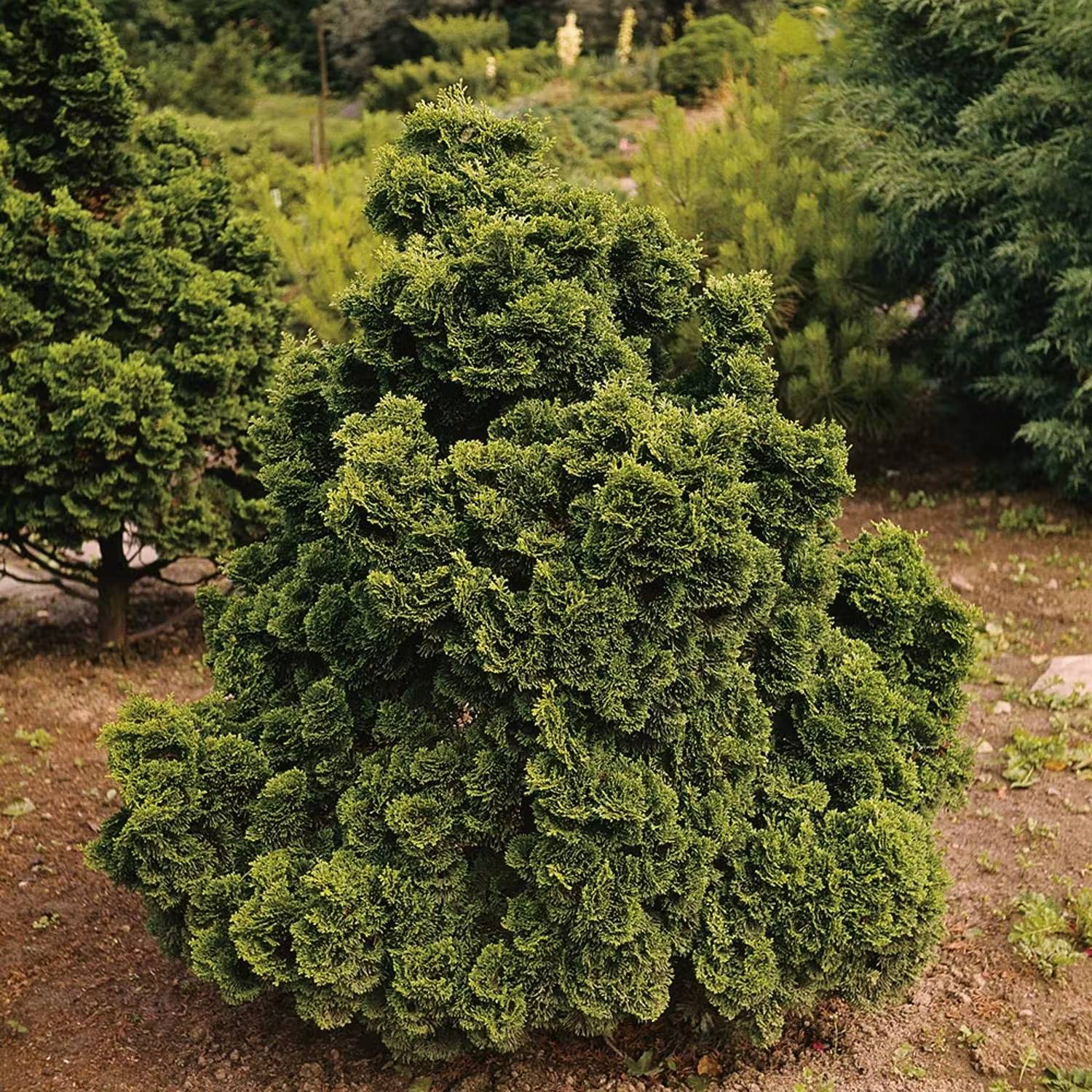 Japanska träd - Japansk ädelcypress