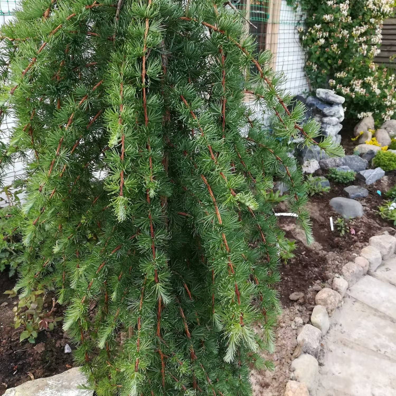 Japanska träd - Japansk lärk